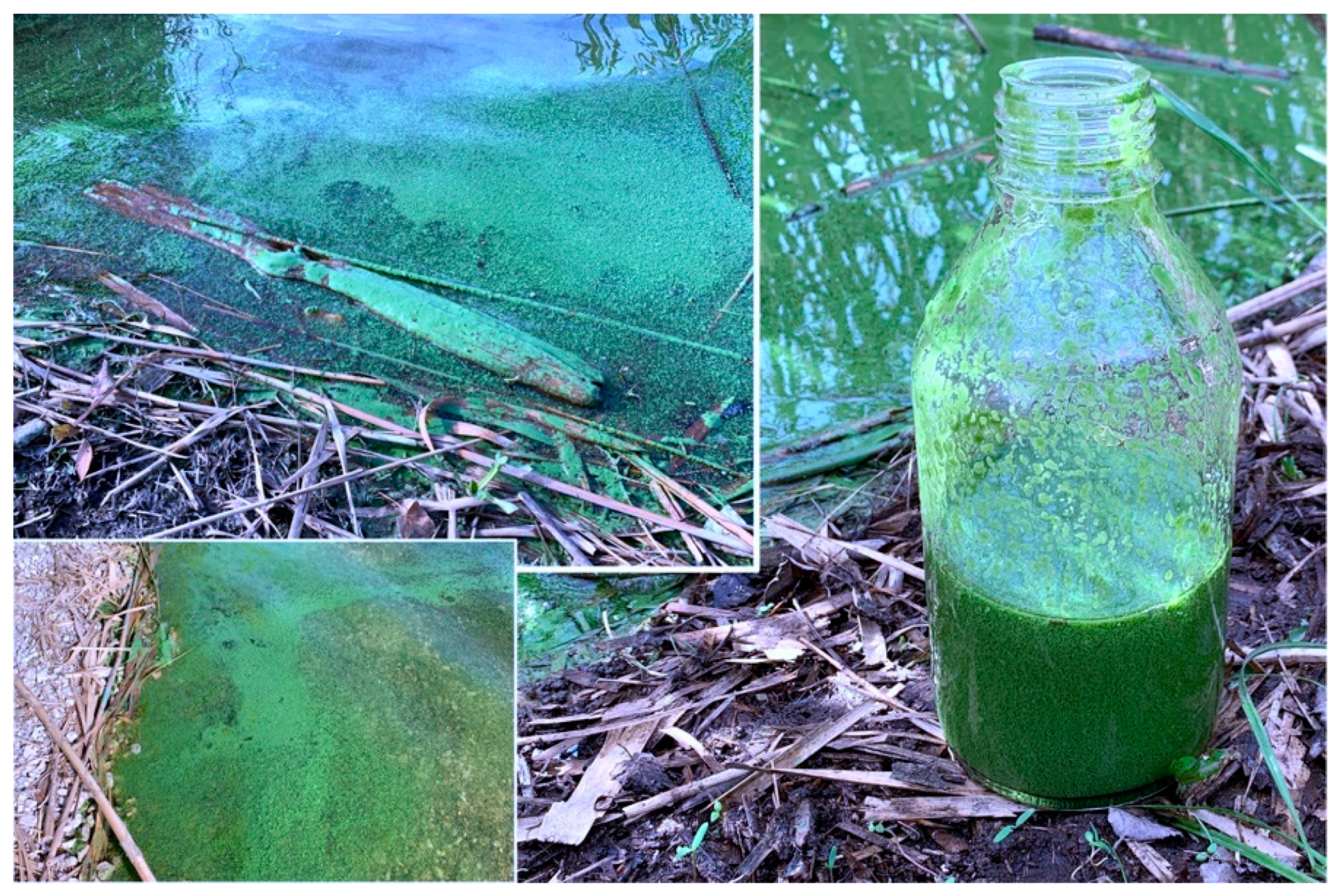 Toxins 13 00471 g005