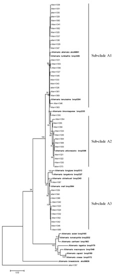 Toxins Free Full Text Mycotoxin Profile And Phylogeny Of Pathogenic Alternaria Species