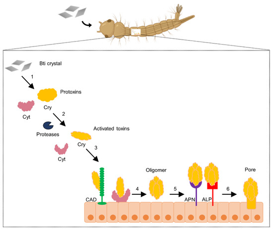 Toxins | Free Full-Text | Bacterial Toxins Active against Mosquitoes: Mode  of Action and Resistance | HTML