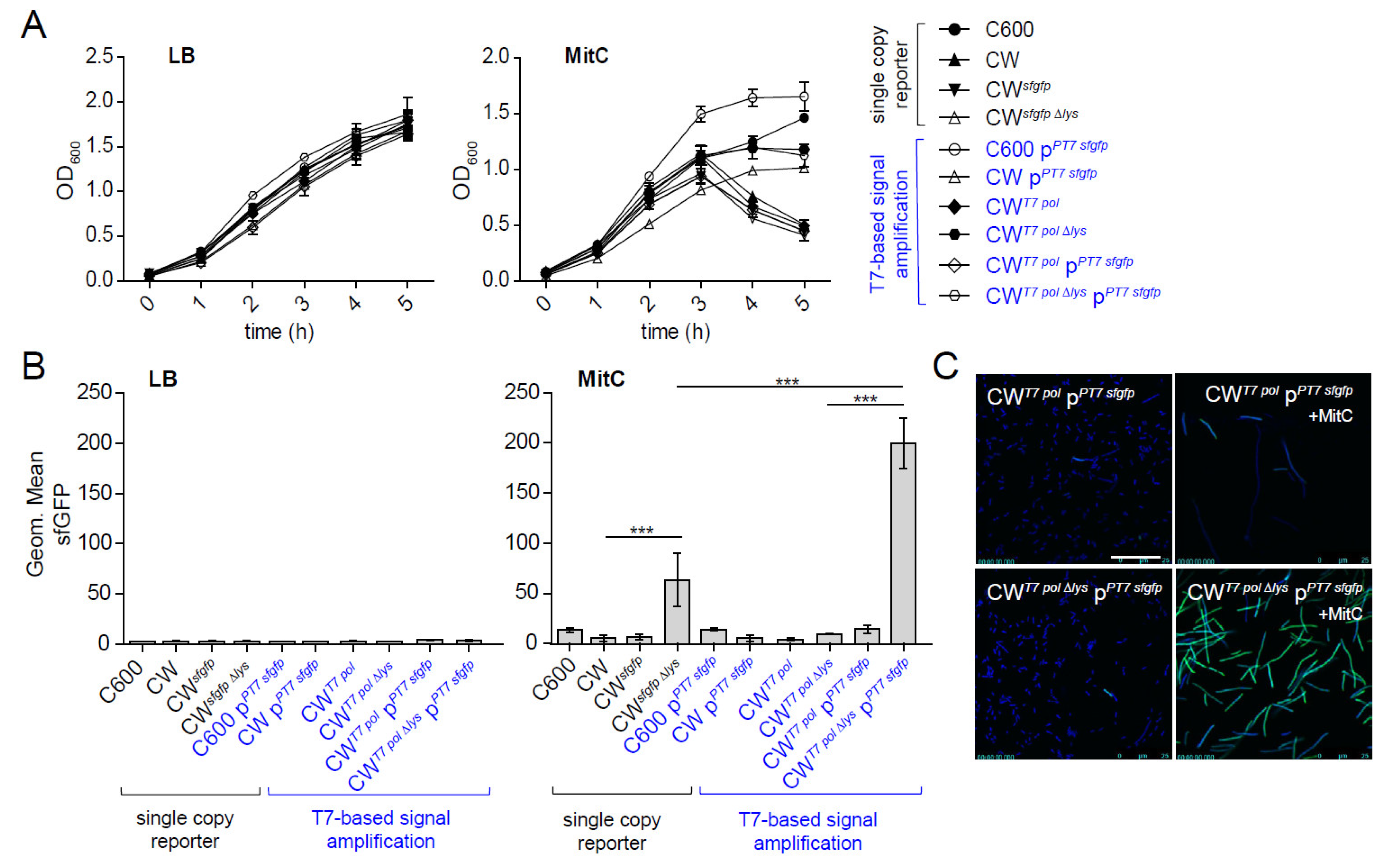 Toxins Free Full Text Scalable Reporter Assays To Analyze The Regulation Of Stx2 Expression In Shiga Toxin Producing Enteropathogens Html