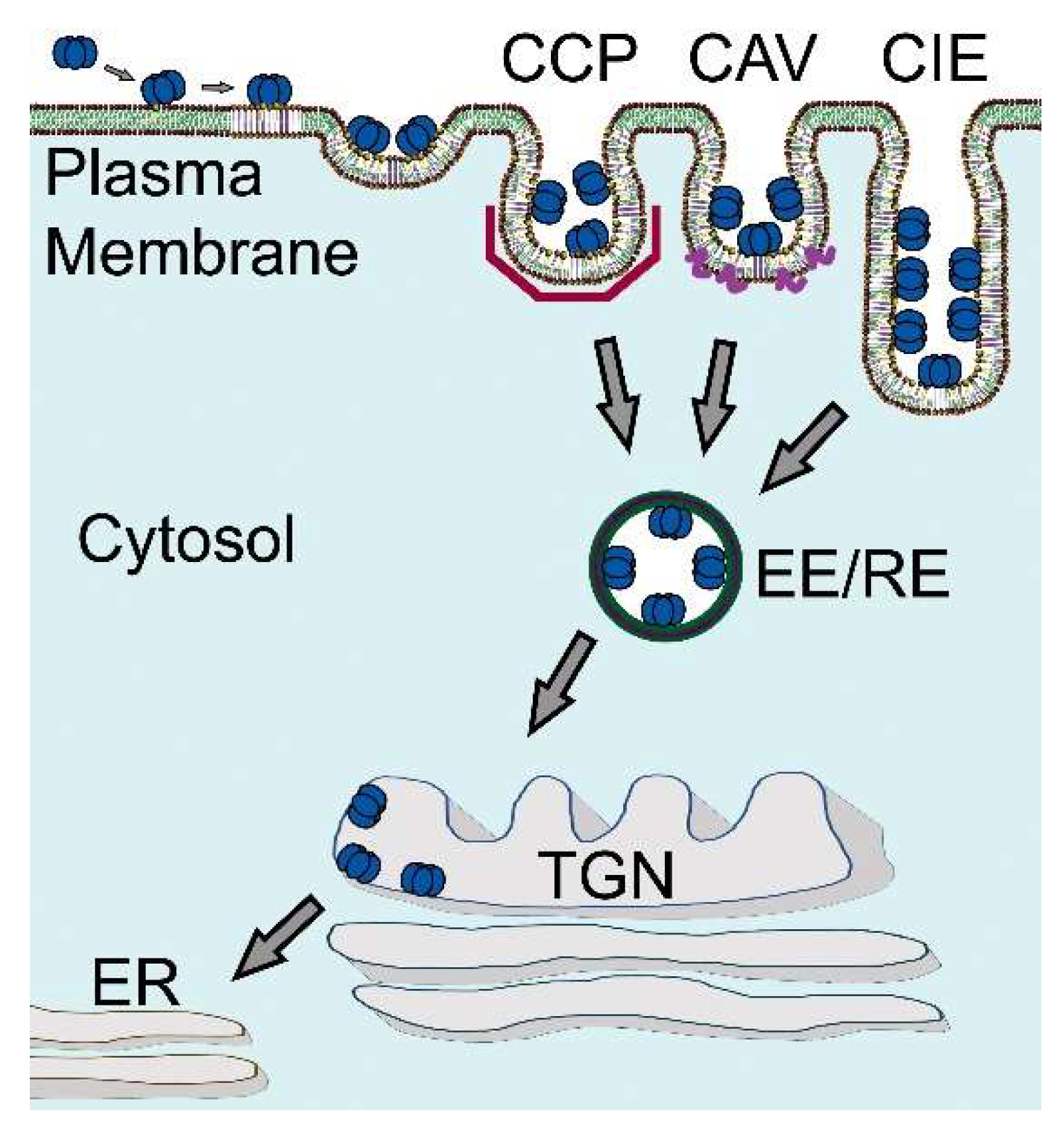 Toxins 13 00543 g005 Toxins 13 00543 g005