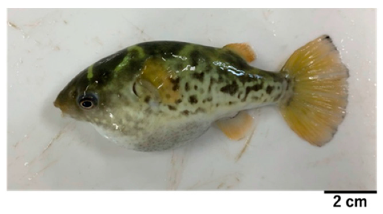 Toxins | Free Full-Text | Tetrodotoxin/Saxitoxins Selectivity of the  Euryhaline Freshwater Pufferfish Dichotomyctere fluviatilis | HTML