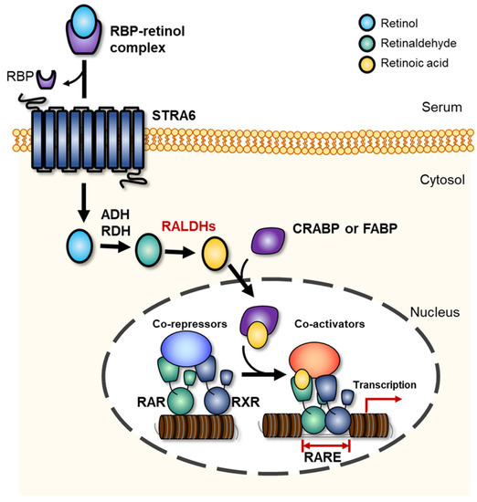 Toxins Free Full Text Retinaldehyde Dehydrogenase Inhibition Related Adverse Outcome Pathway Potential Risk Of Retinoic Acid Synthesis Inhibition During Embryogenesis Html