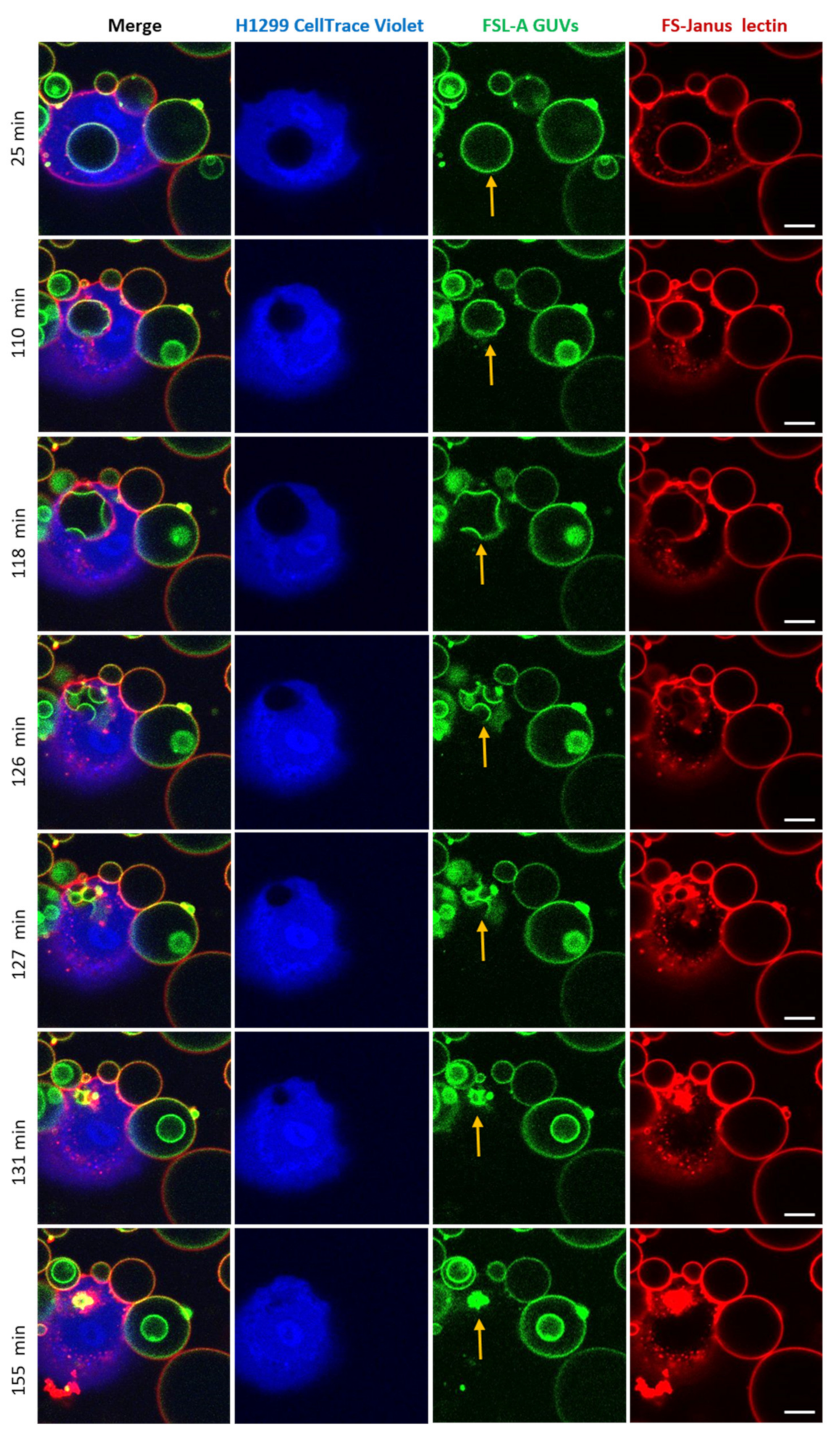 Toxins 13 00792 g008