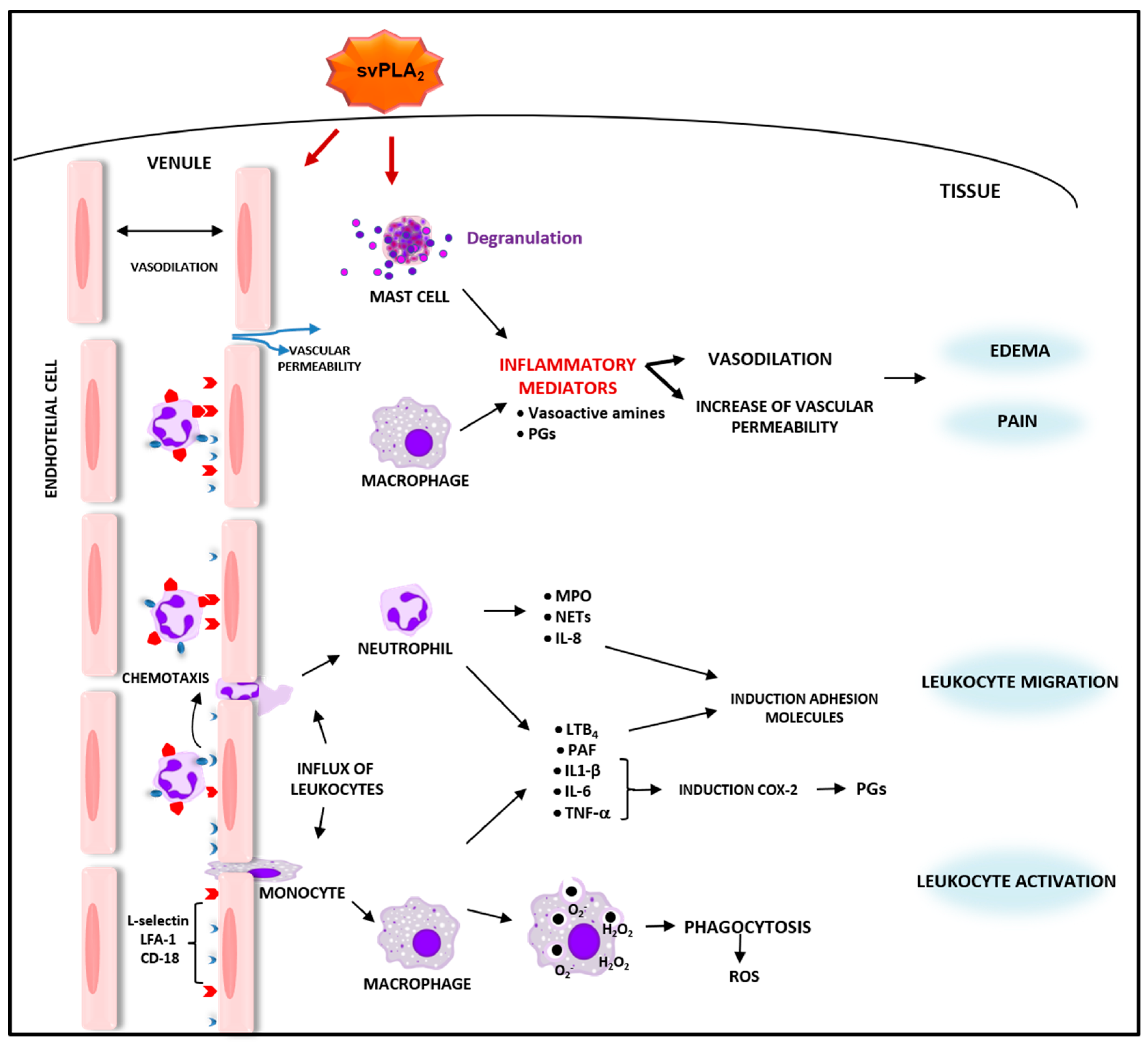 Toxins 13 00868 g001