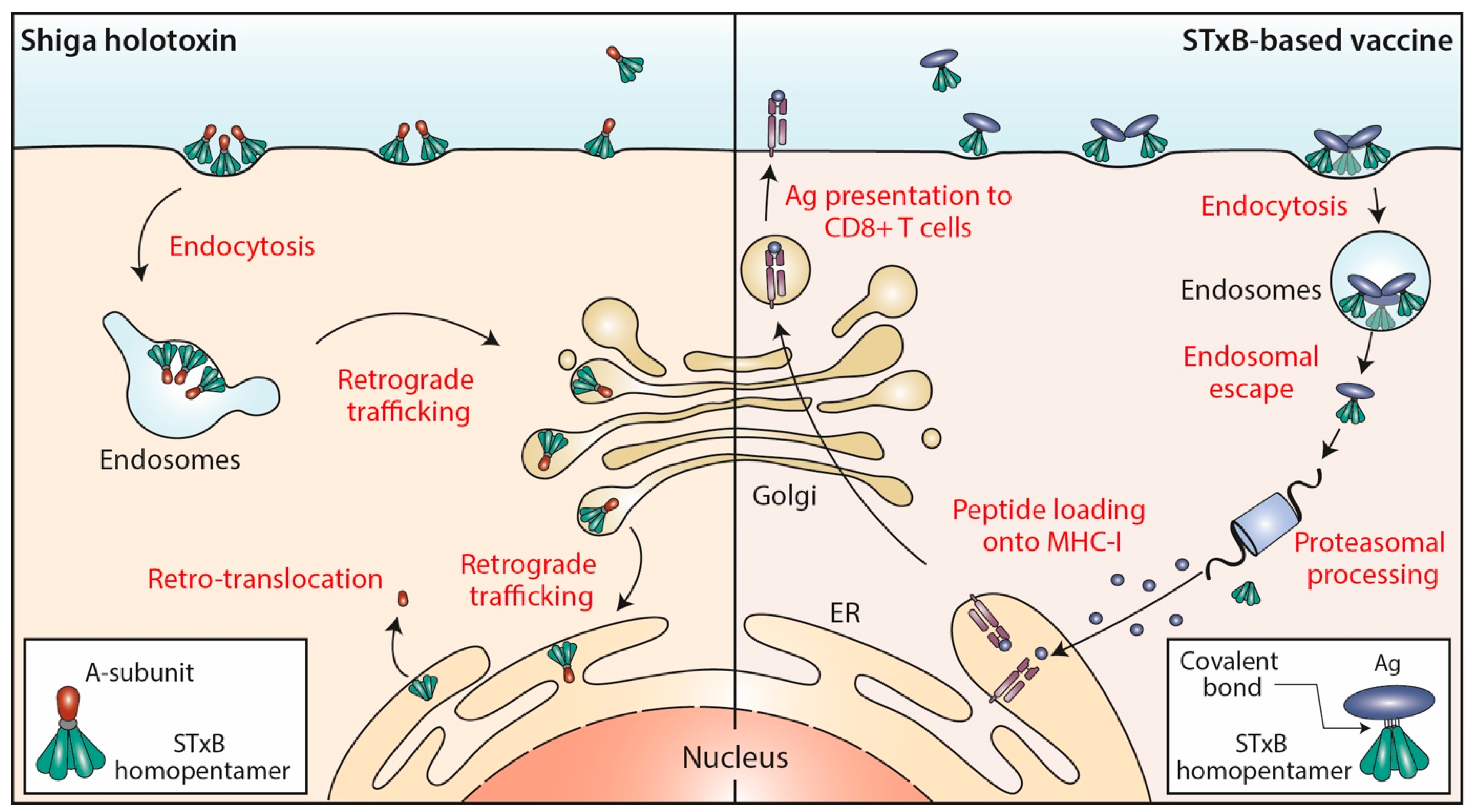 Toxins 14 00202 g001