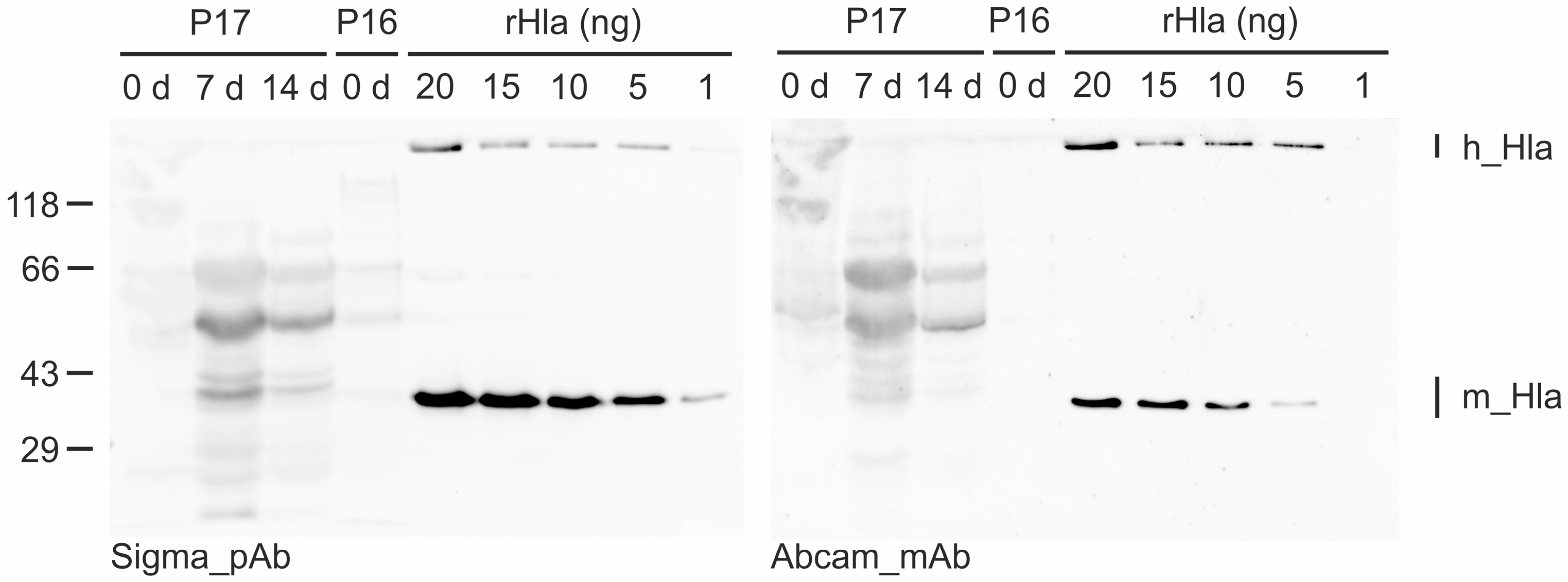 Toxins 14 00450 g001 Toxins 14 00450 g001