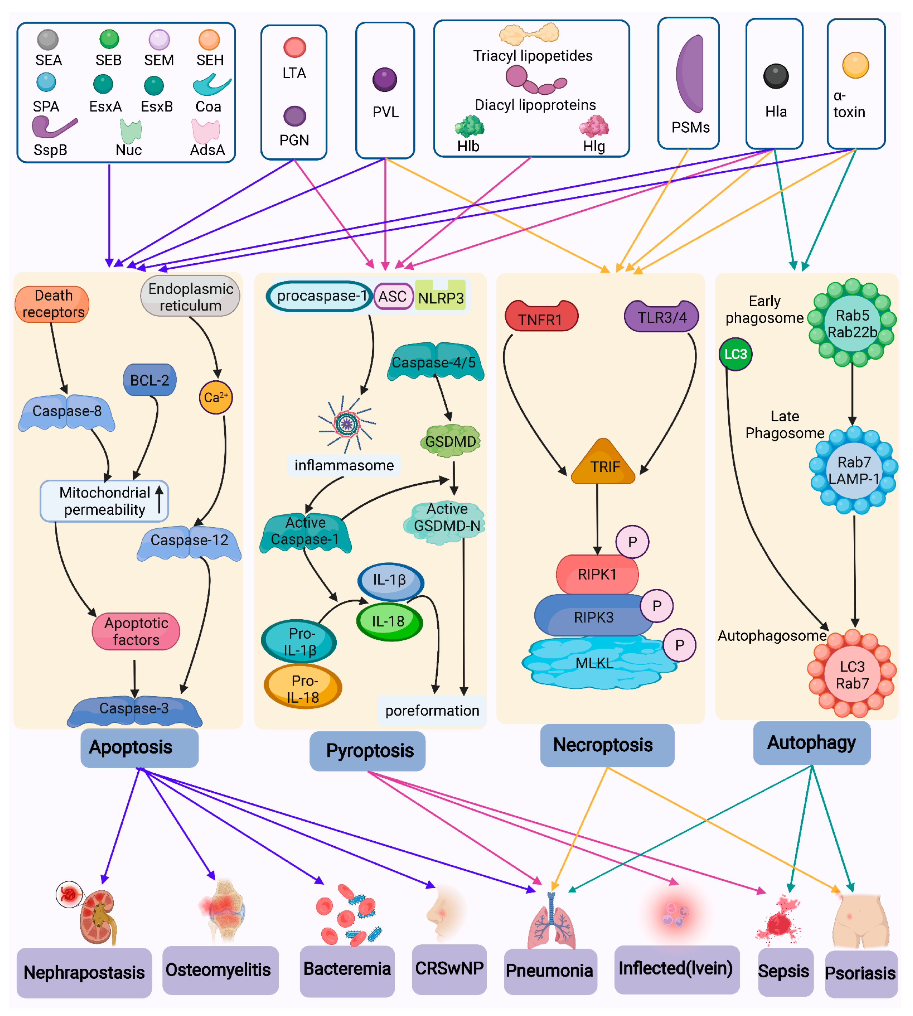 JCI - Staphylococcus aureus toxin suppresses antigen-specific T cell  responses