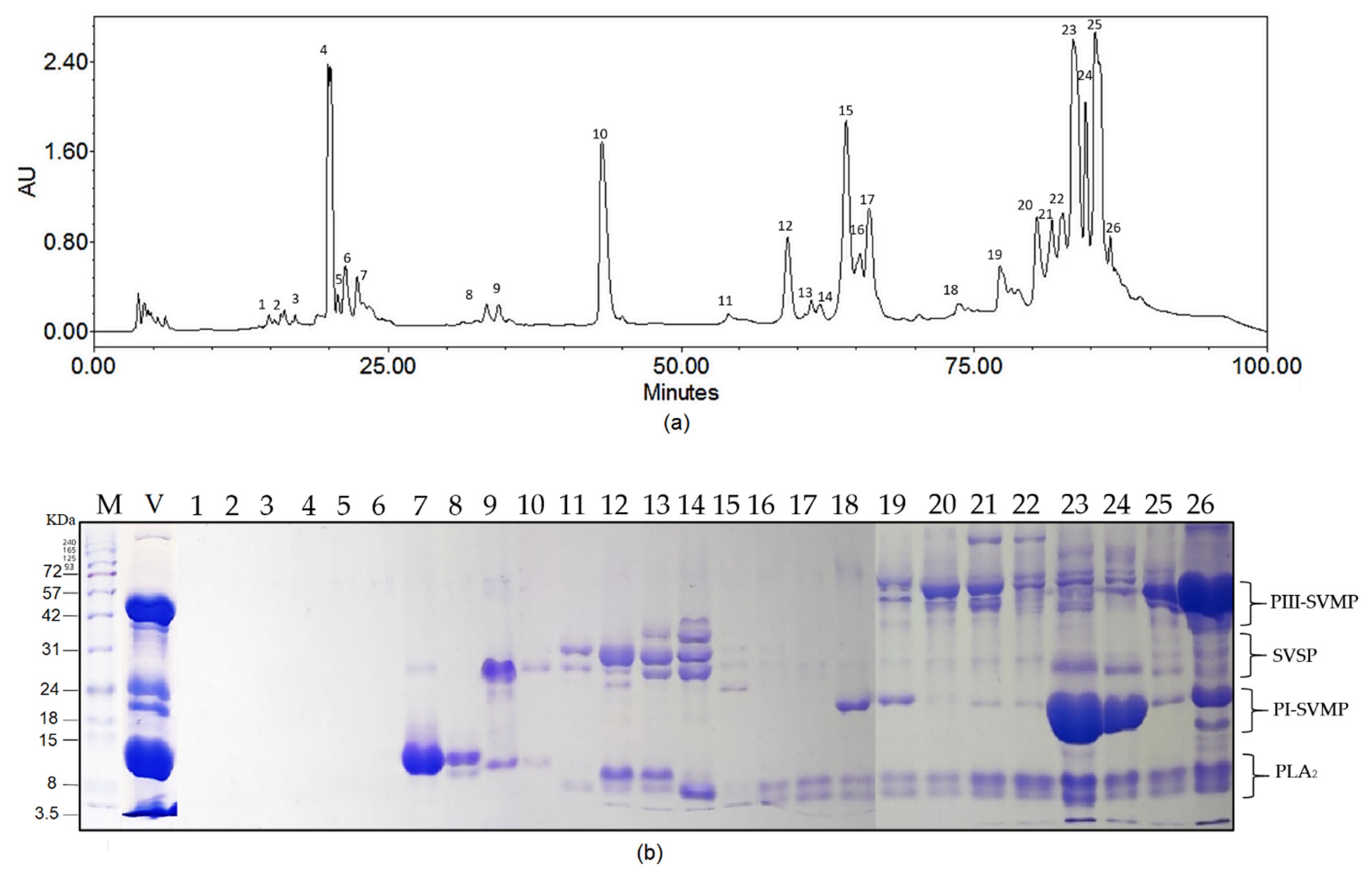 Toxins Free Full Text A First Look At The Inhibitory Potential Of Urospatha Sagittifolia Araceae Ethanolic Extract For Bothrops Atrox Snakebite Envenomation Html