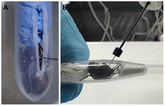 Synanthropic spiders, including the global invasive noble false widow  Steatoda nobilis, are reservoirs for medically important and antibiotic  resistant bacteria