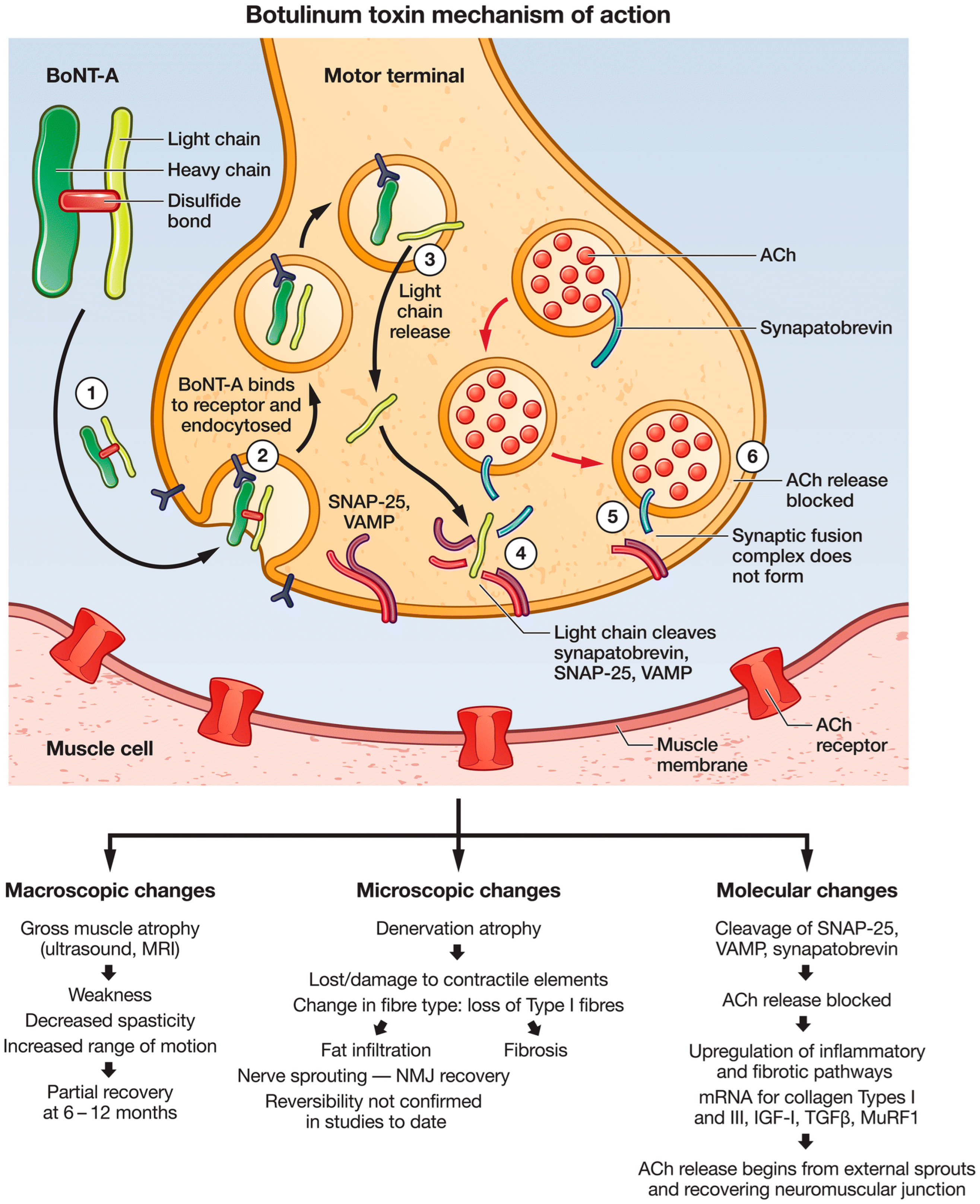 Toxins 14 00701 g001 Toxins 14 00701 g001