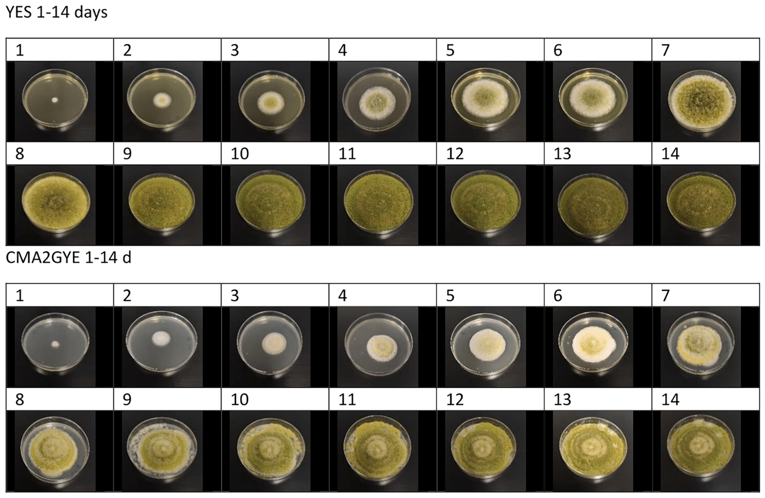 Toxins 15 00025 g002 Toxins 15 00025 g002
