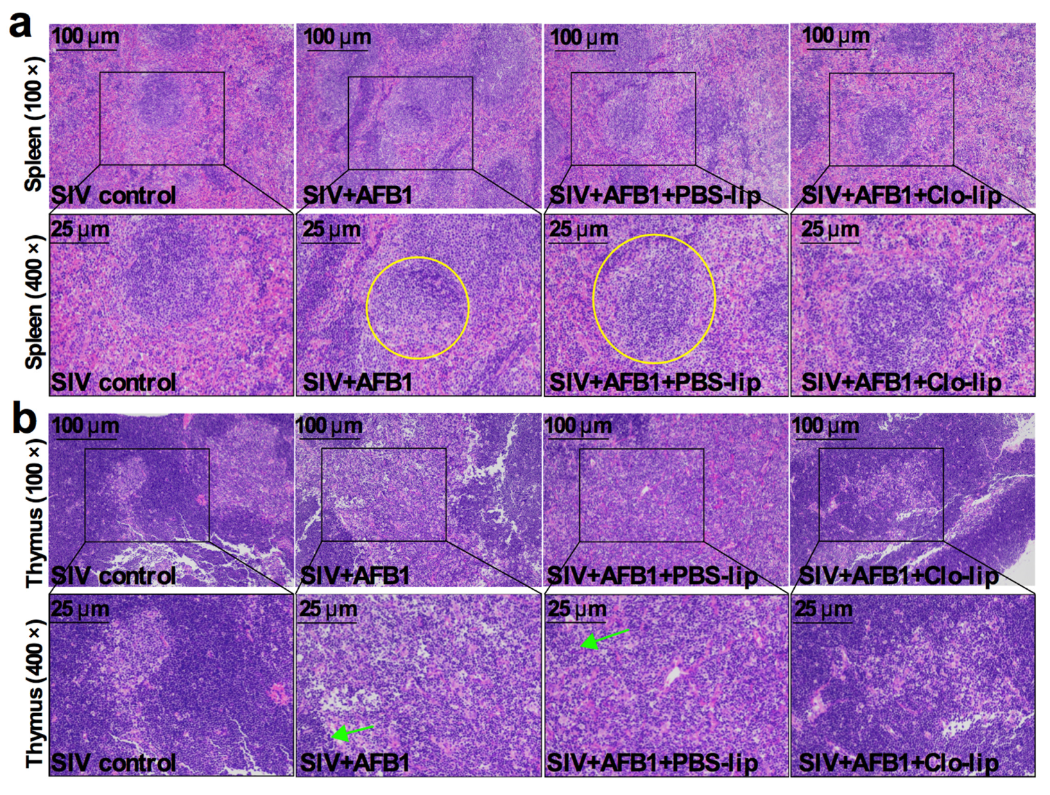 Toxins 15 00067 g003