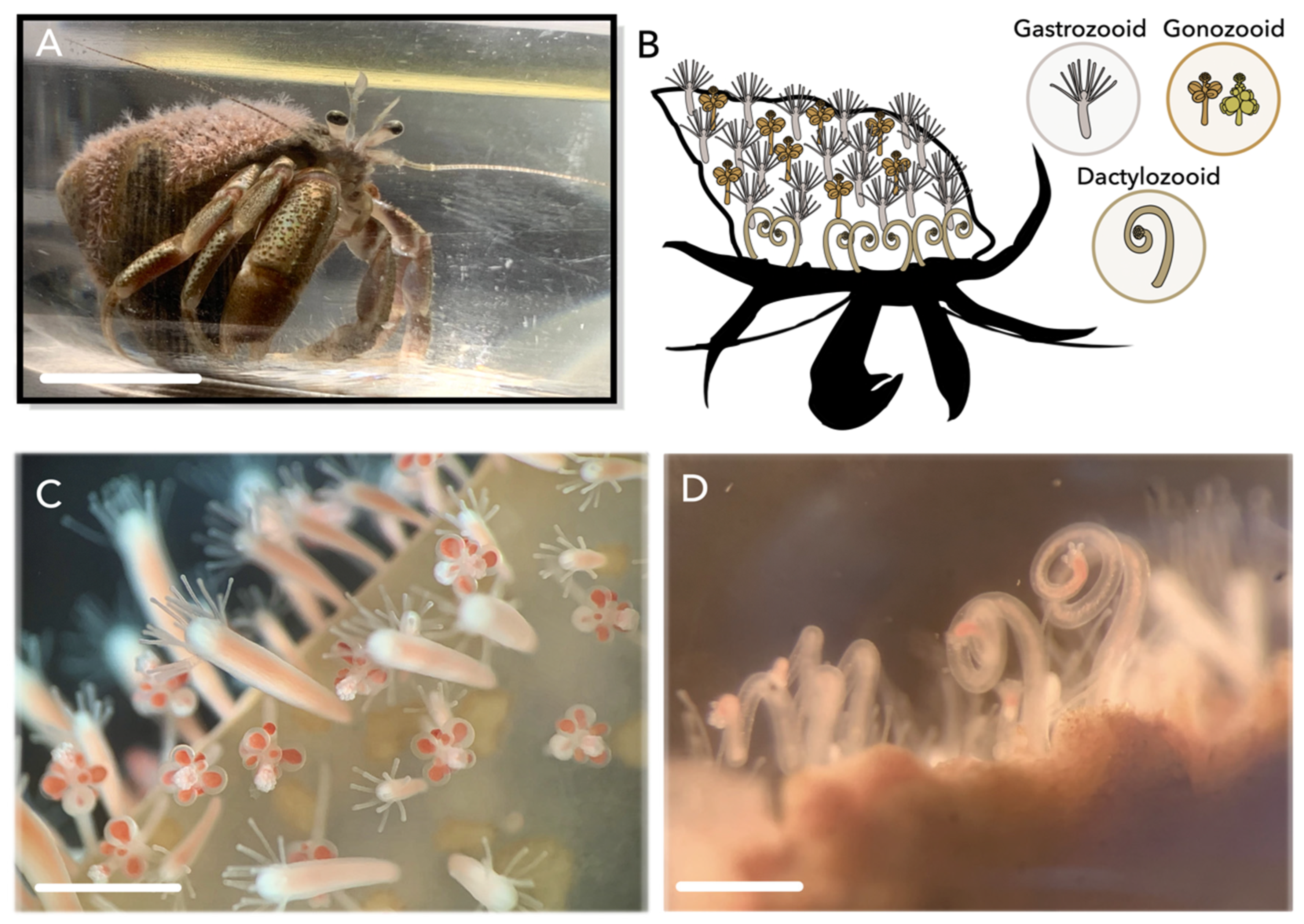 Toxins | Free Full-Text | Localization of Multiple Jellyfish