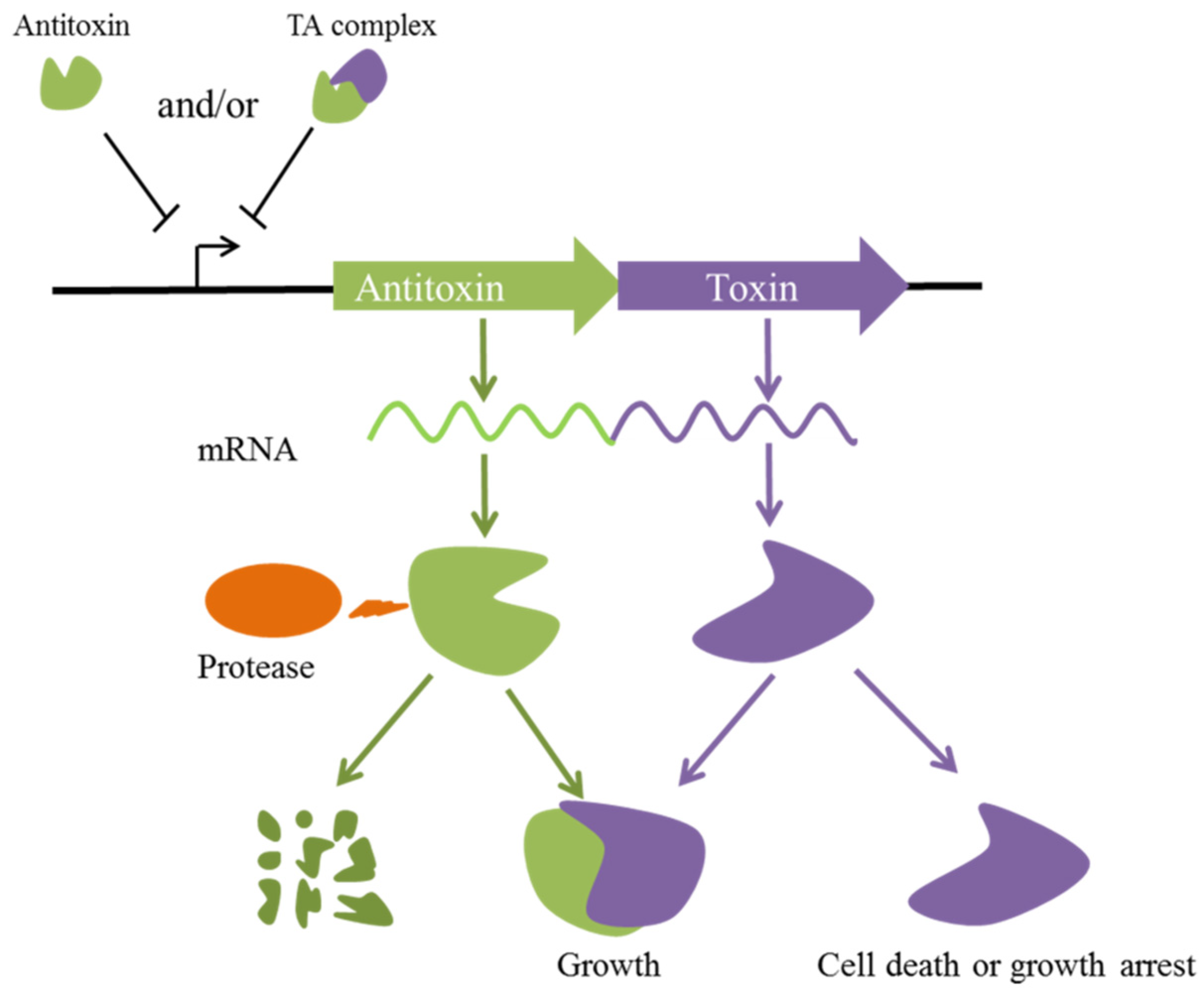 Toxins | Free Full-Text | Type II Toxin–Antitoxin Systems In ...