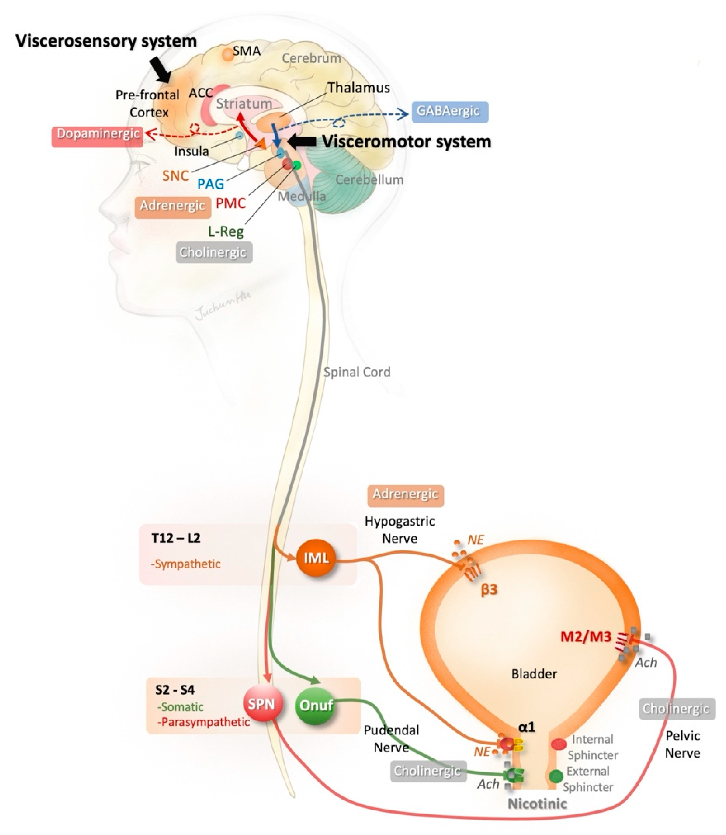 NMDAR in bladder smooth muscle is not a pharmacotherapy target for  overactive bladder in mice [PeerJ]