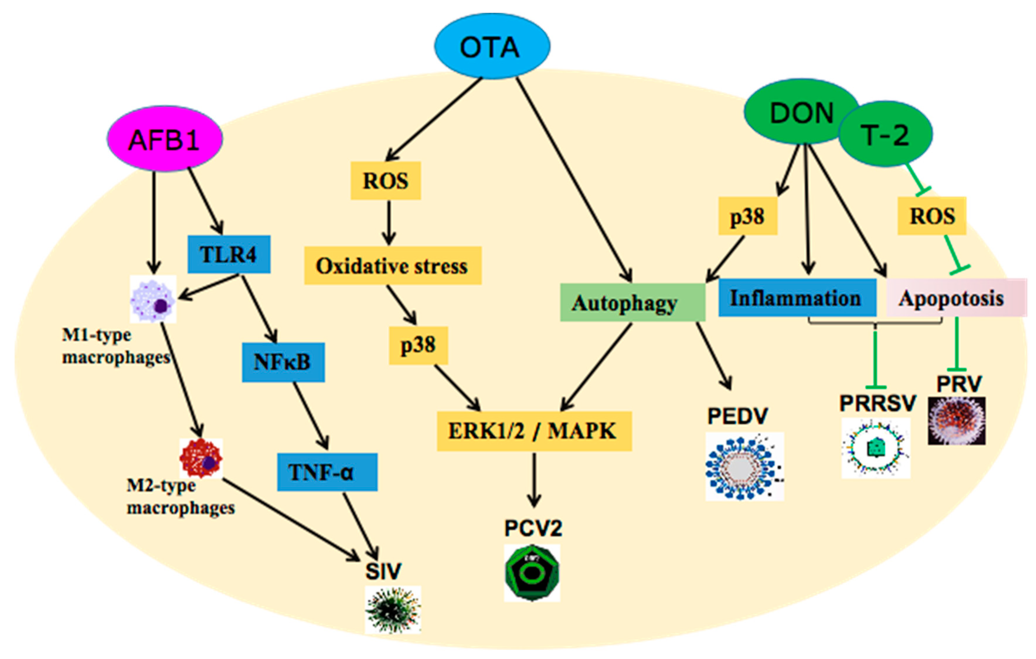 Toxins Free Full Text Immunotoxicity Of Three Environmental Mycotoxins And Their Risks Of 