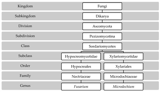 Toxins | Free Full-Text | Fusarium Head Blight on Wheat: Biology ...