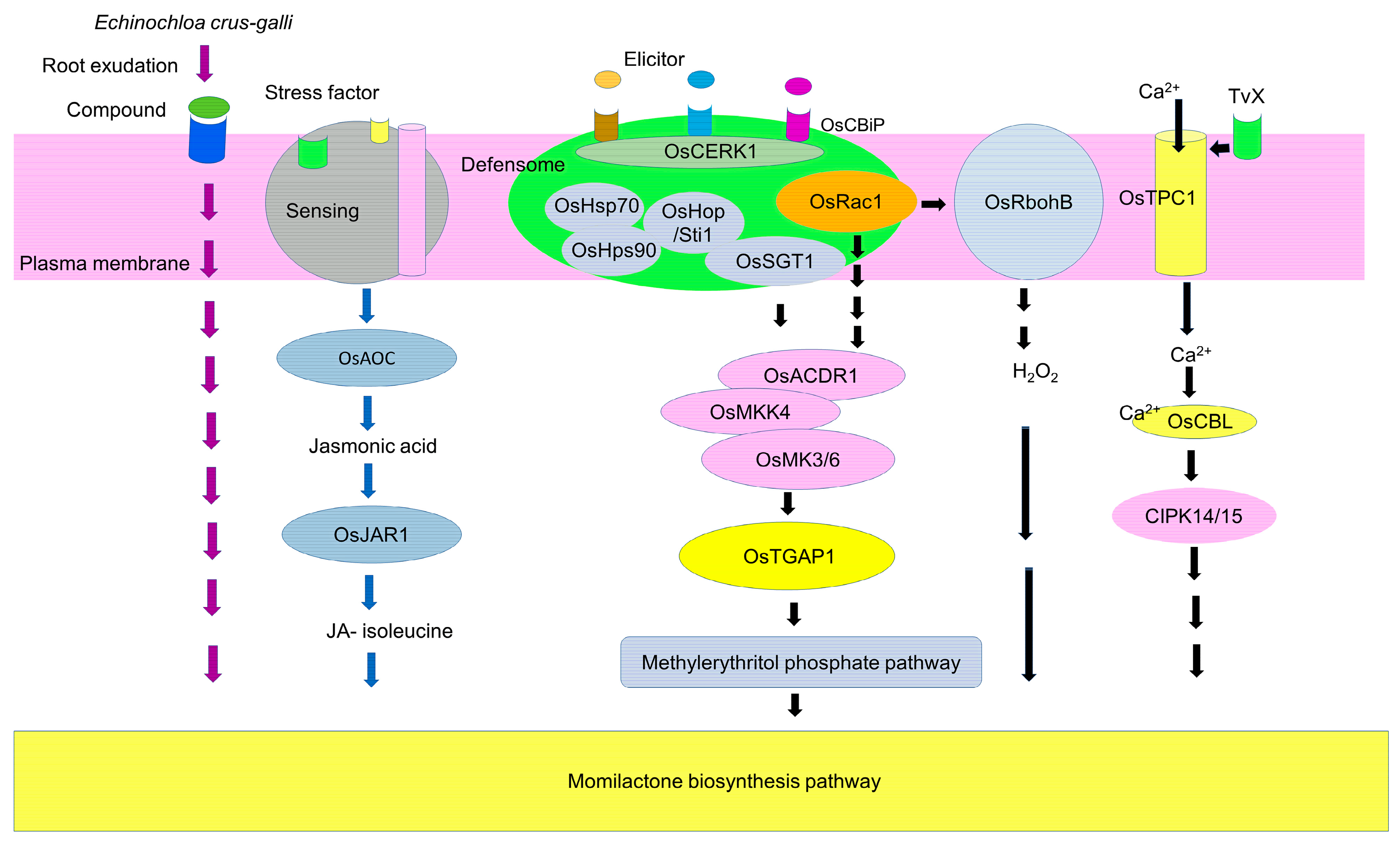Toxins 15 00241 g004 Toxins 15 00241 g004