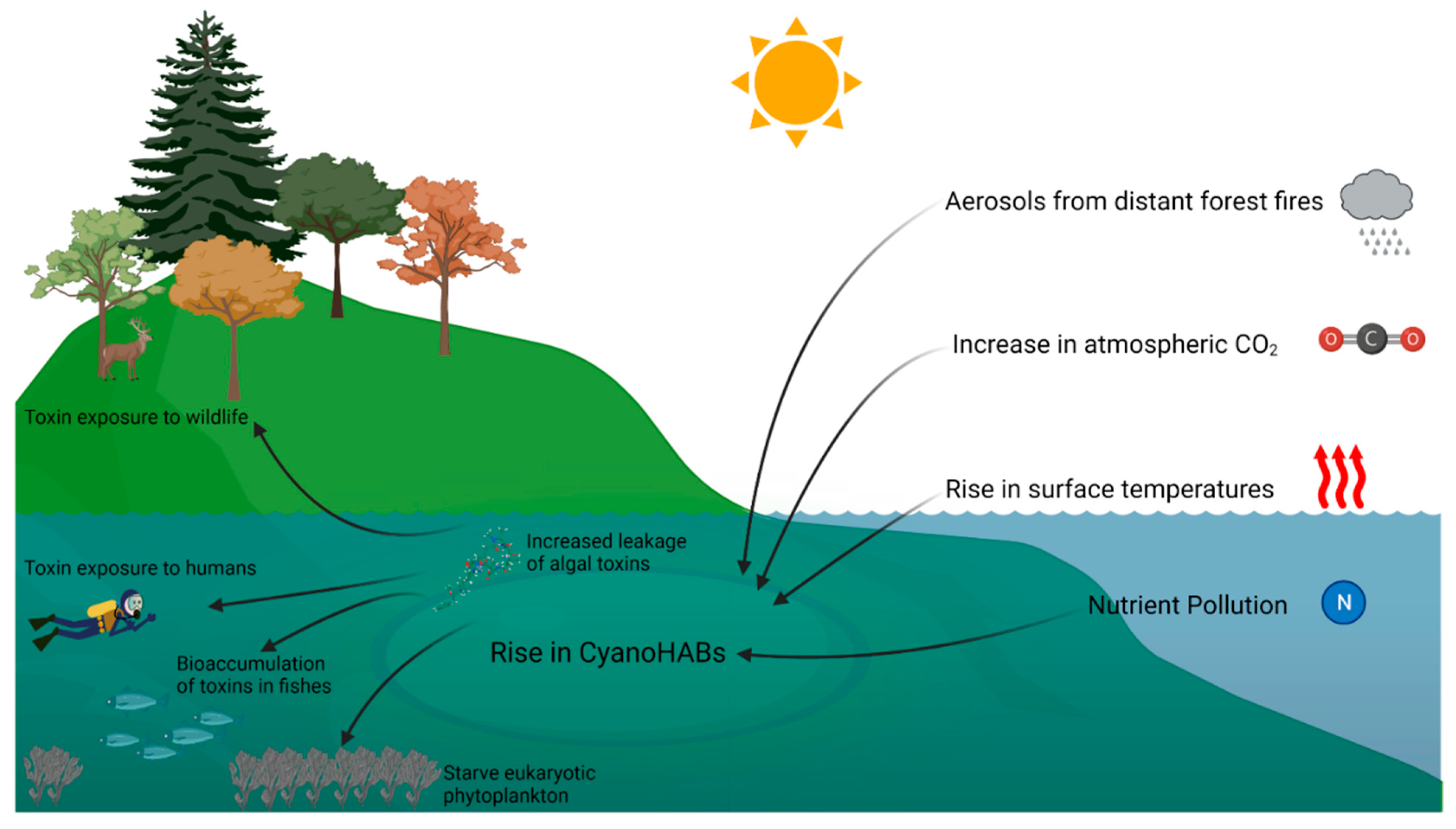 algal blooms diagram