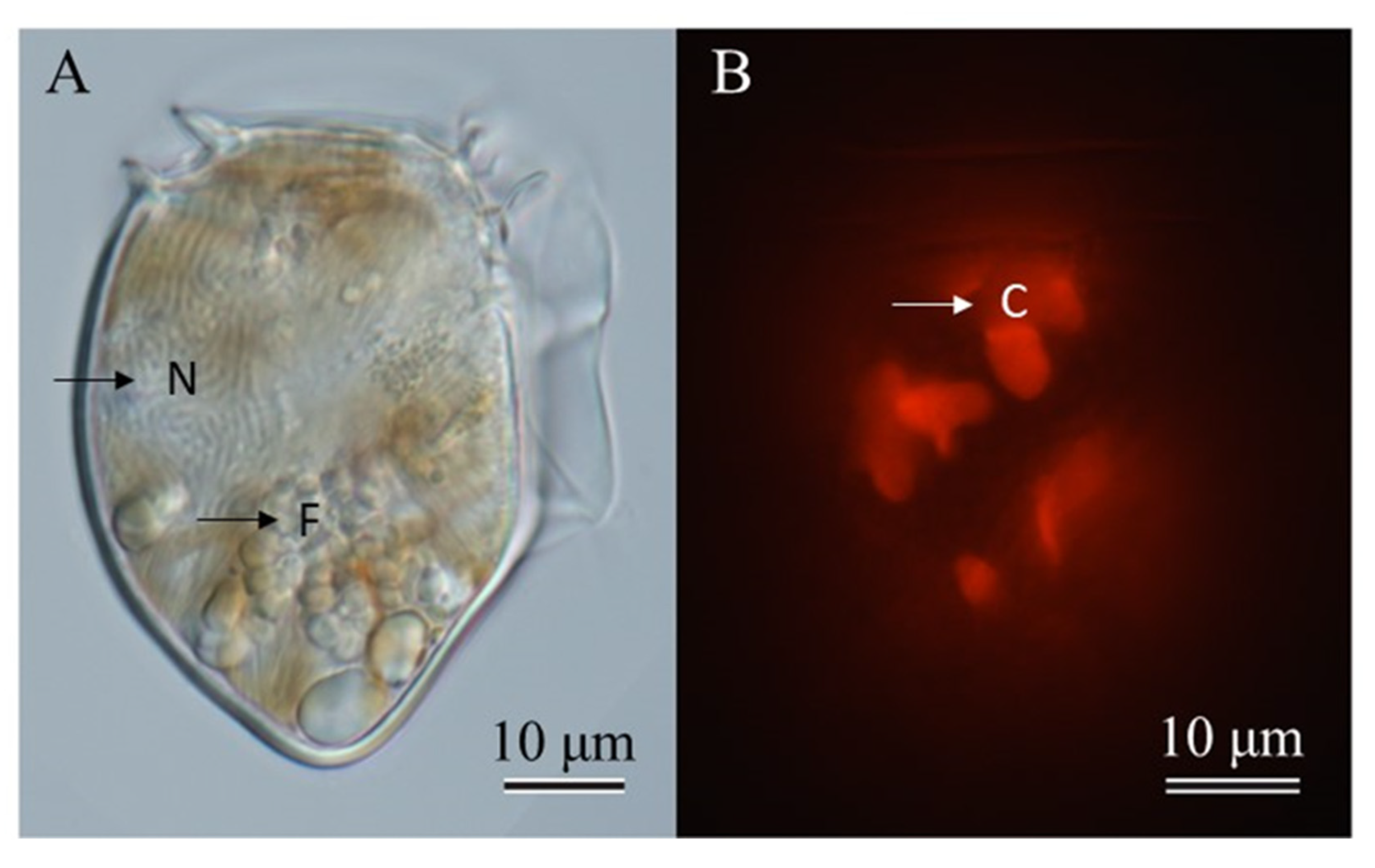 Toxins 15 00318 g001 Toxins 15 00318 g001