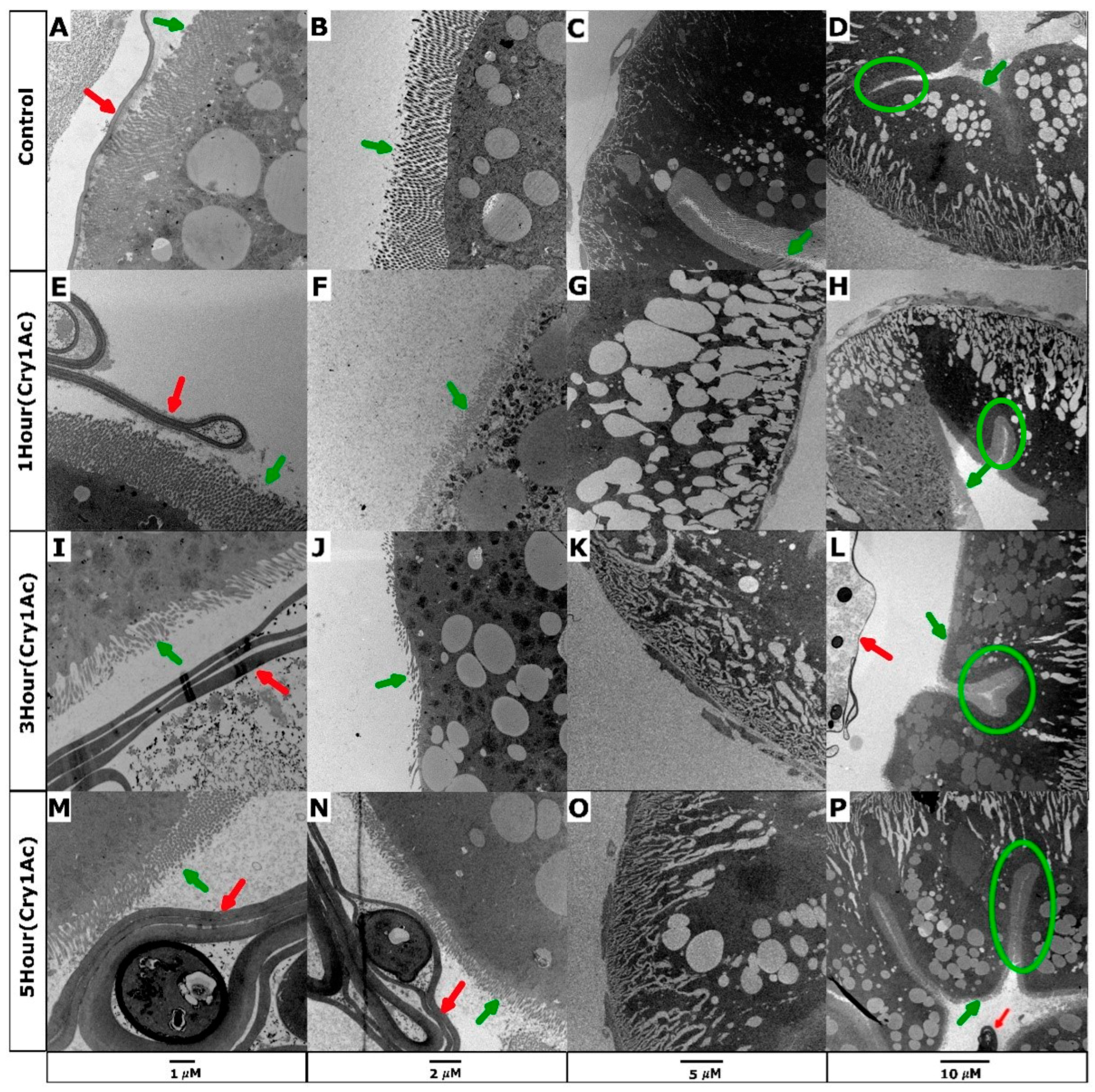 Toxins 15 00323 g001