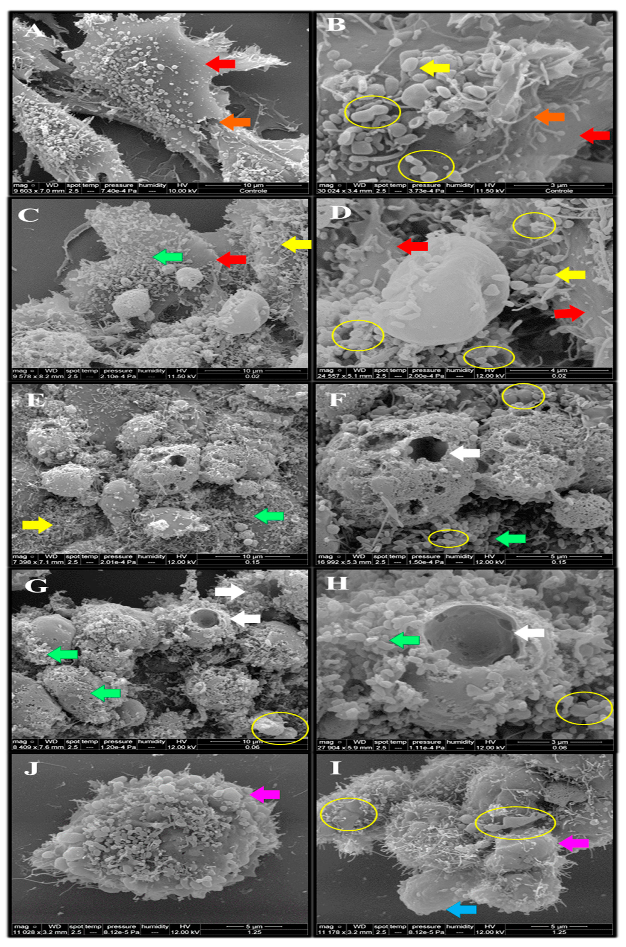 Toxins 15 00344 g007