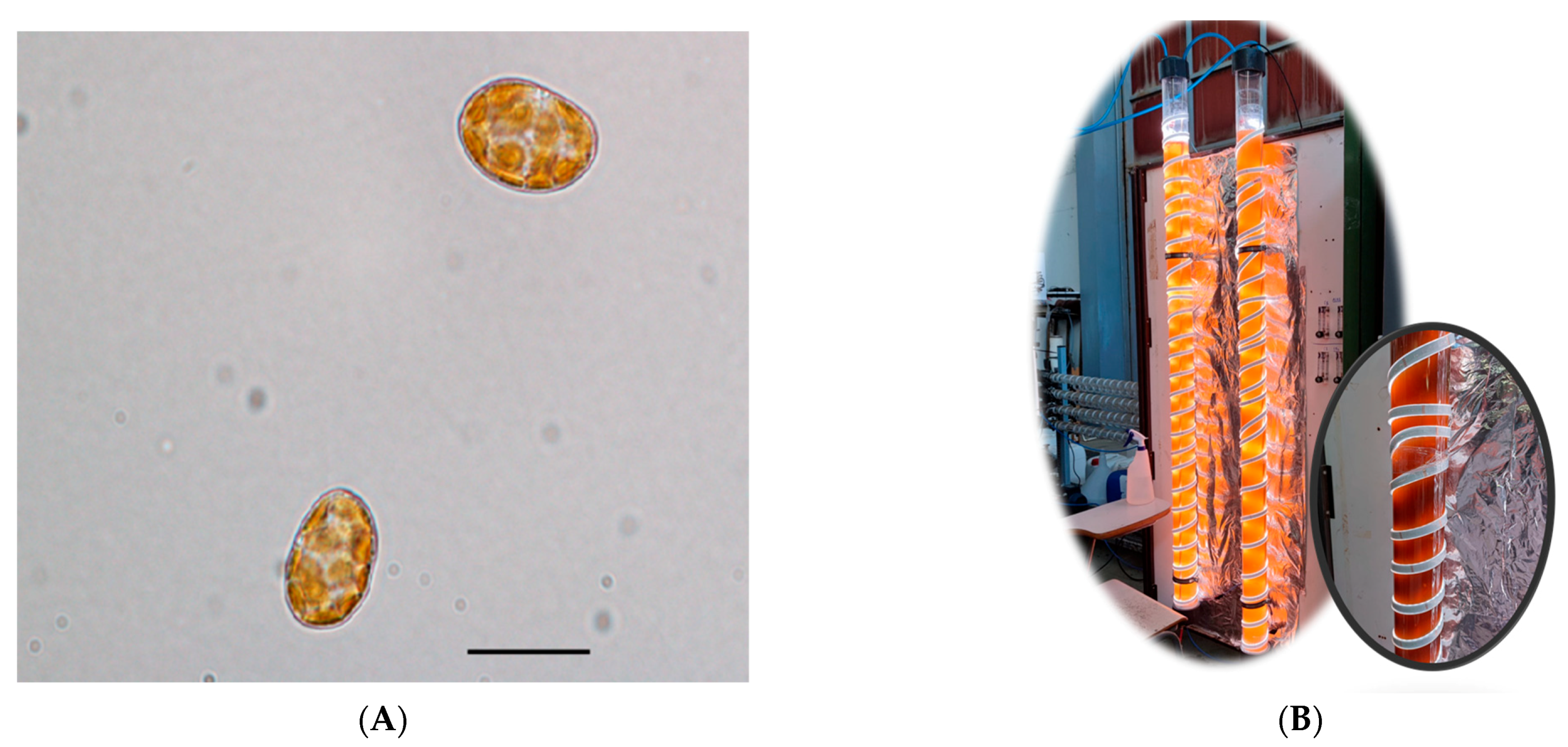 Toxins 15 00349 g006