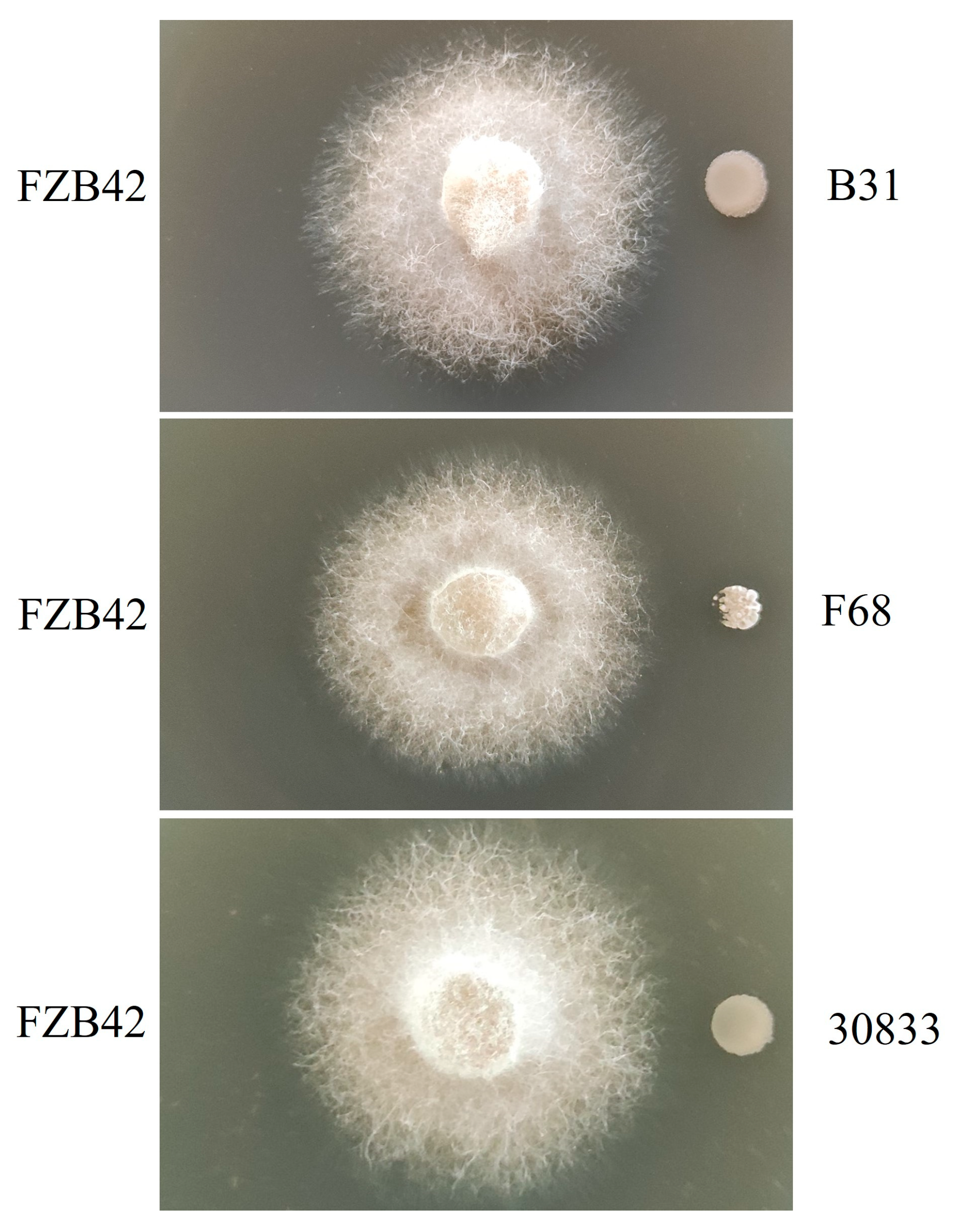 Toxins 15 00381 g002 Toxins 15 00381 g002