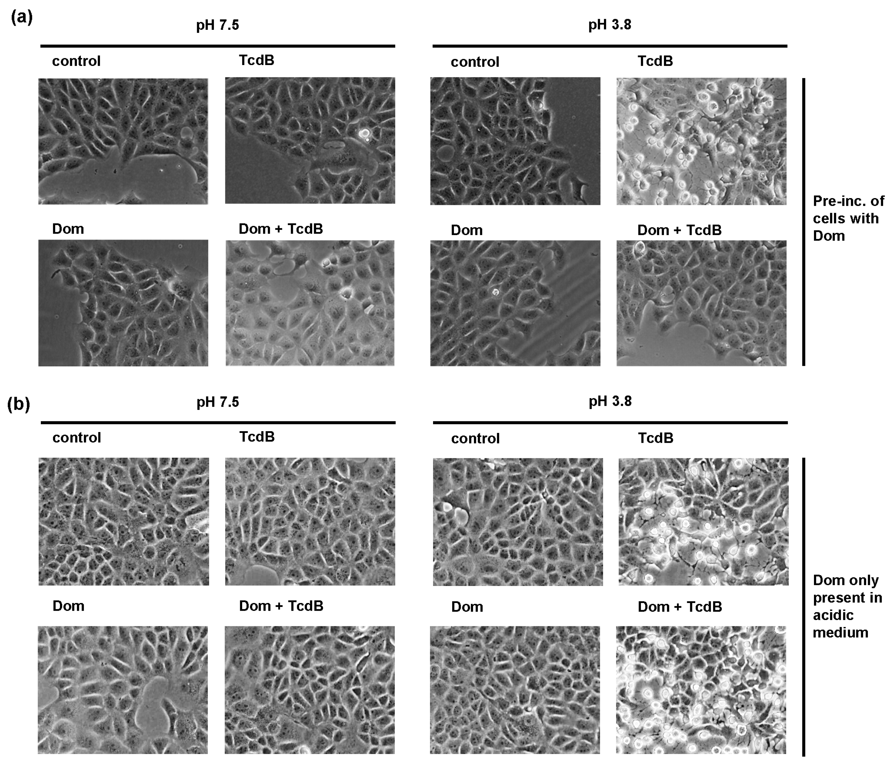 Toxins 15 00384 g006 Toxins 15 00384 g006