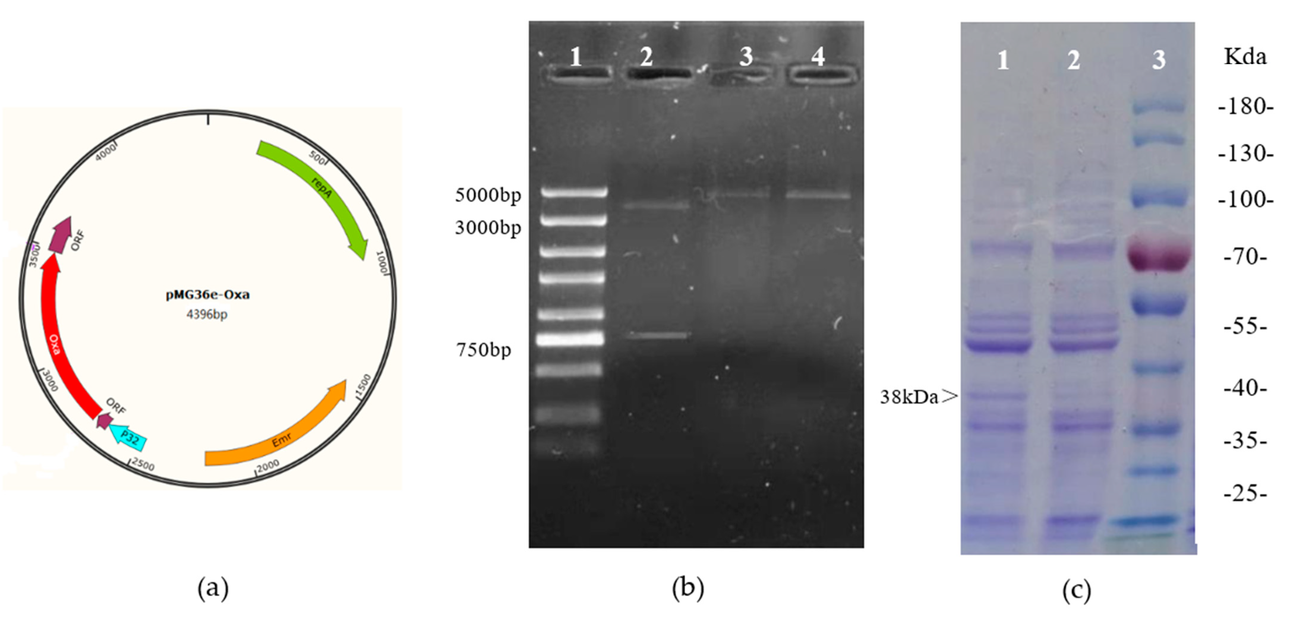 Toxins 15 00387 g001 Toxins 15 00387 g001