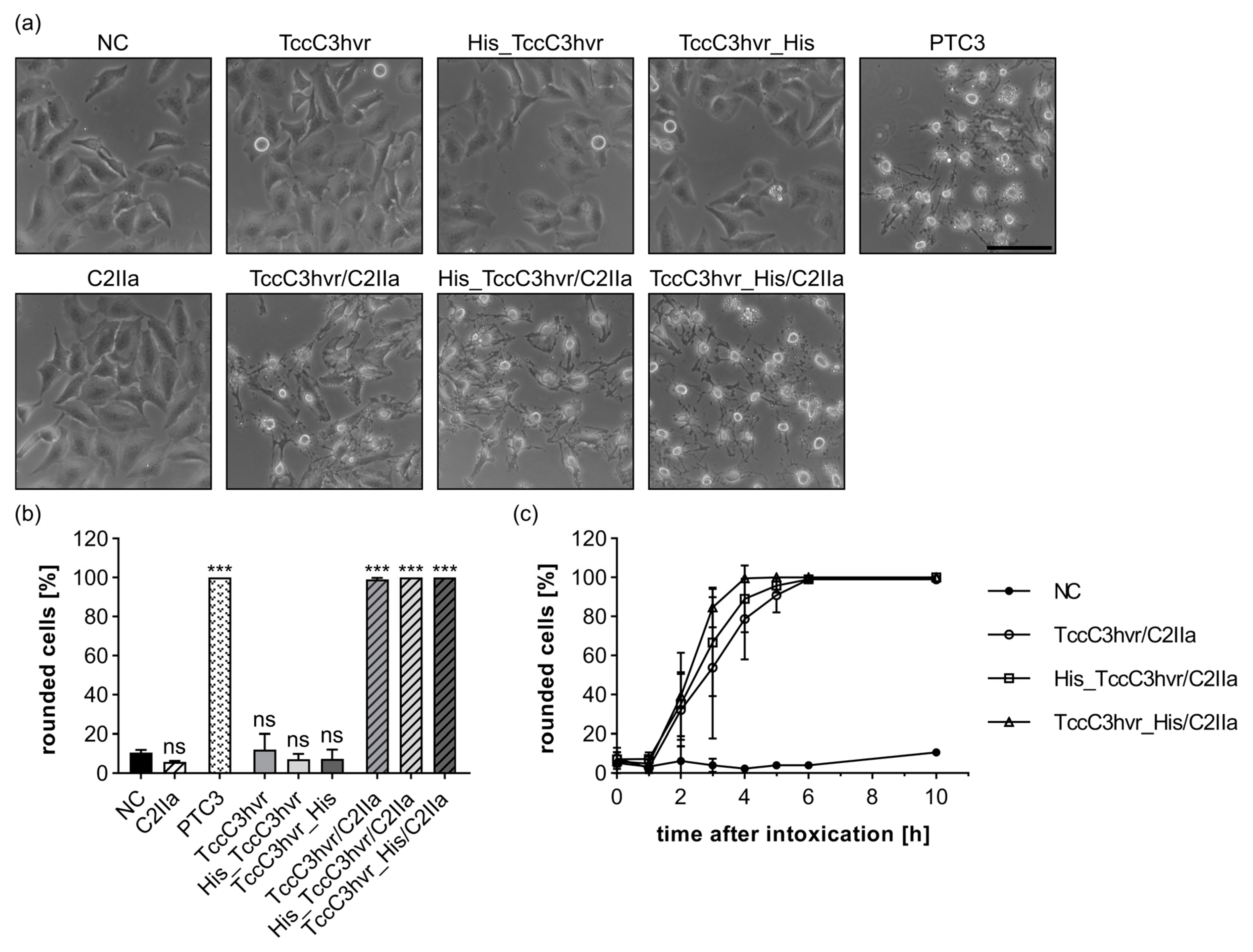 Toxins 15 00390 g005 Toxins 15 00390 g005