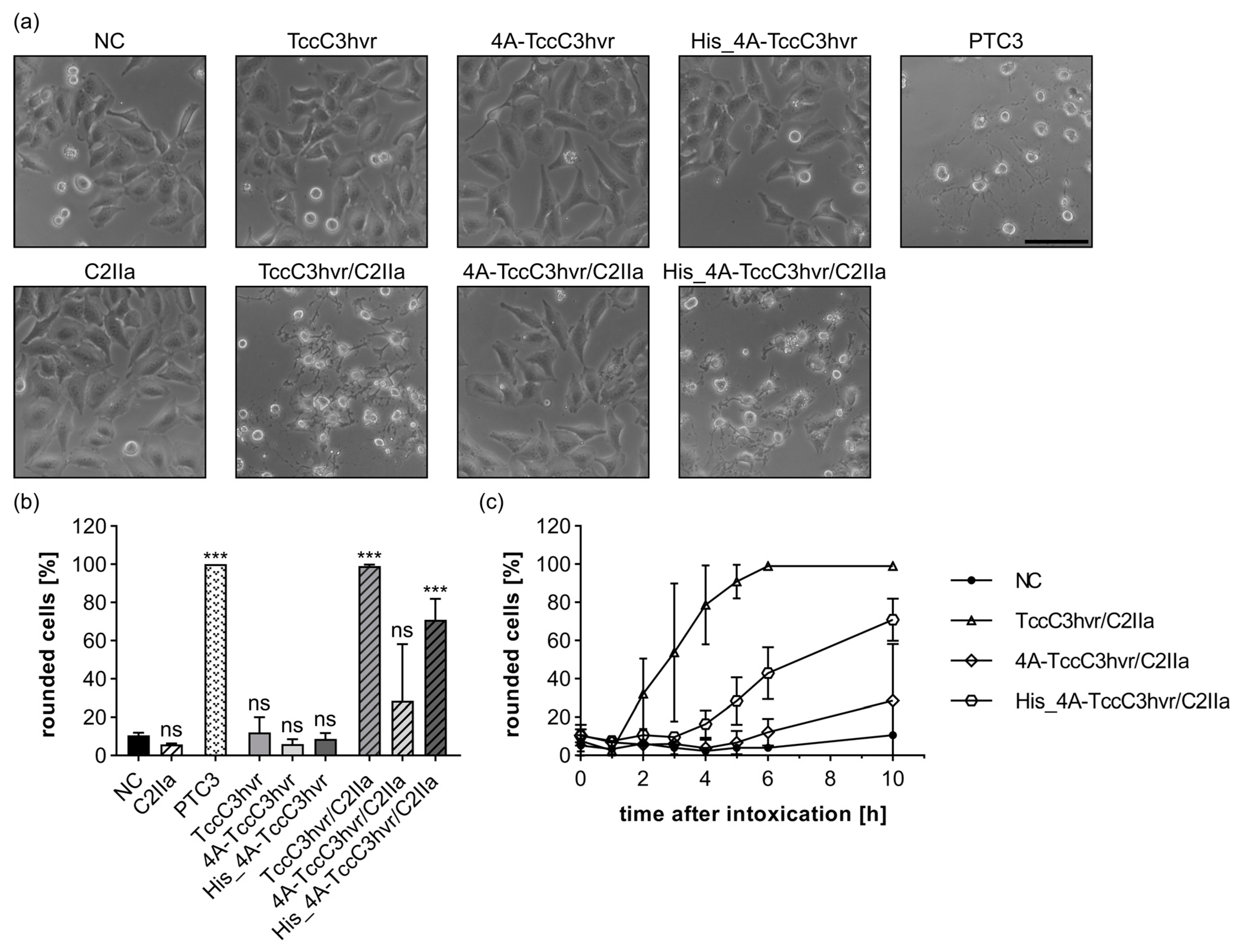 Toxins 15 00390 g006 Toxins 15 00390 g006