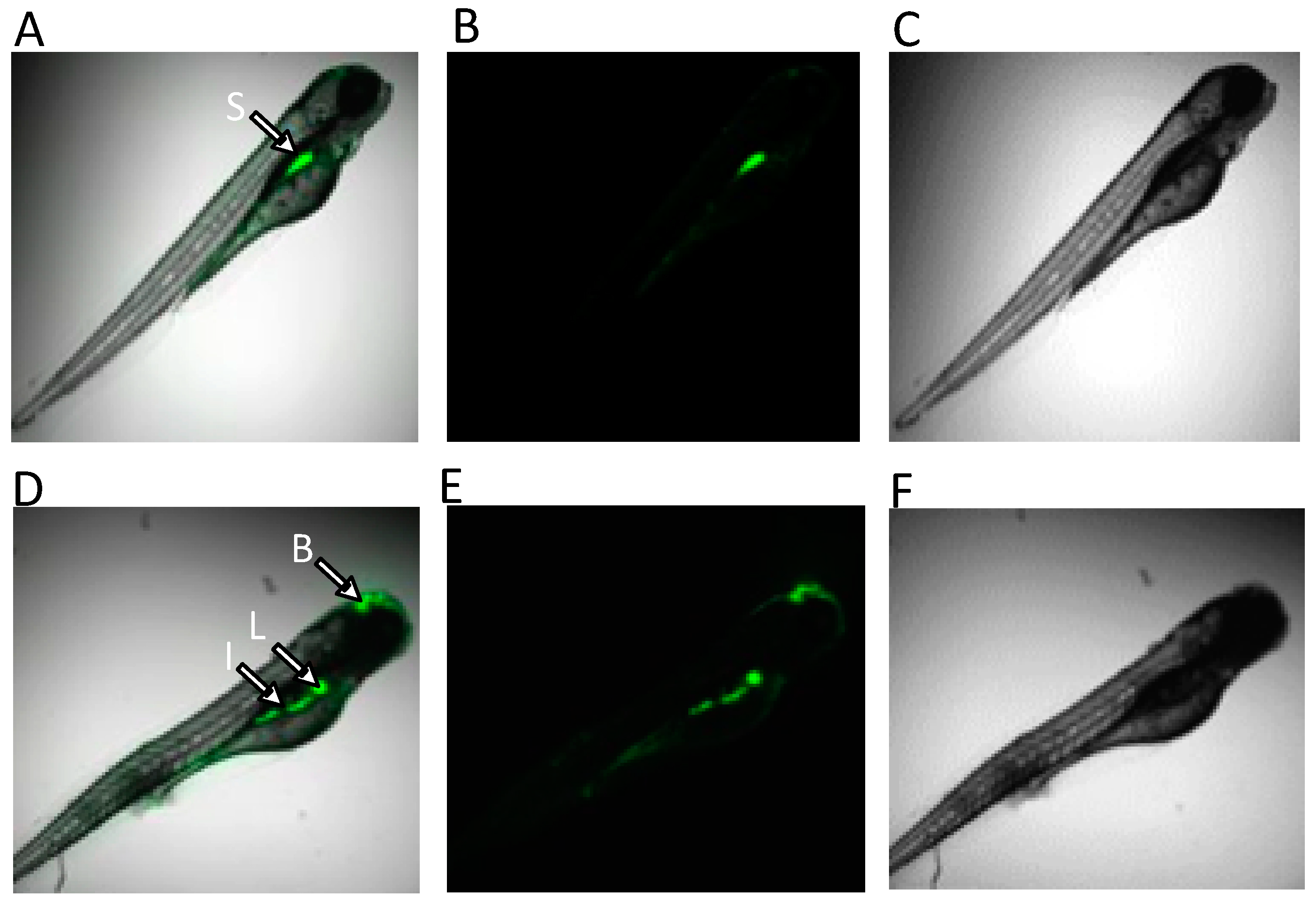 Toxins 15 00397 g007 Toxins 15 00397 g007