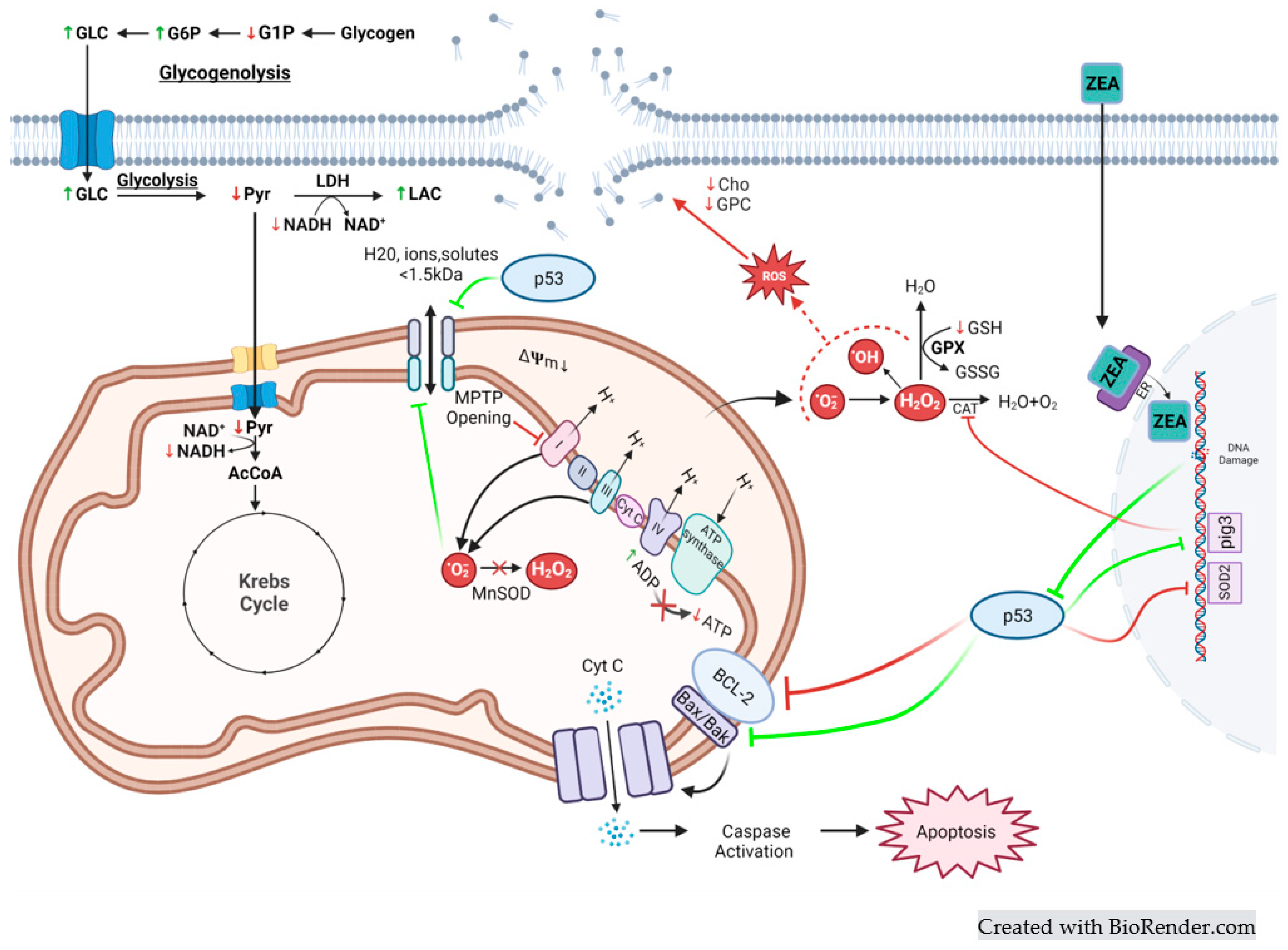 Toxins 15 00397 g008 Toxins 15 00397 g008