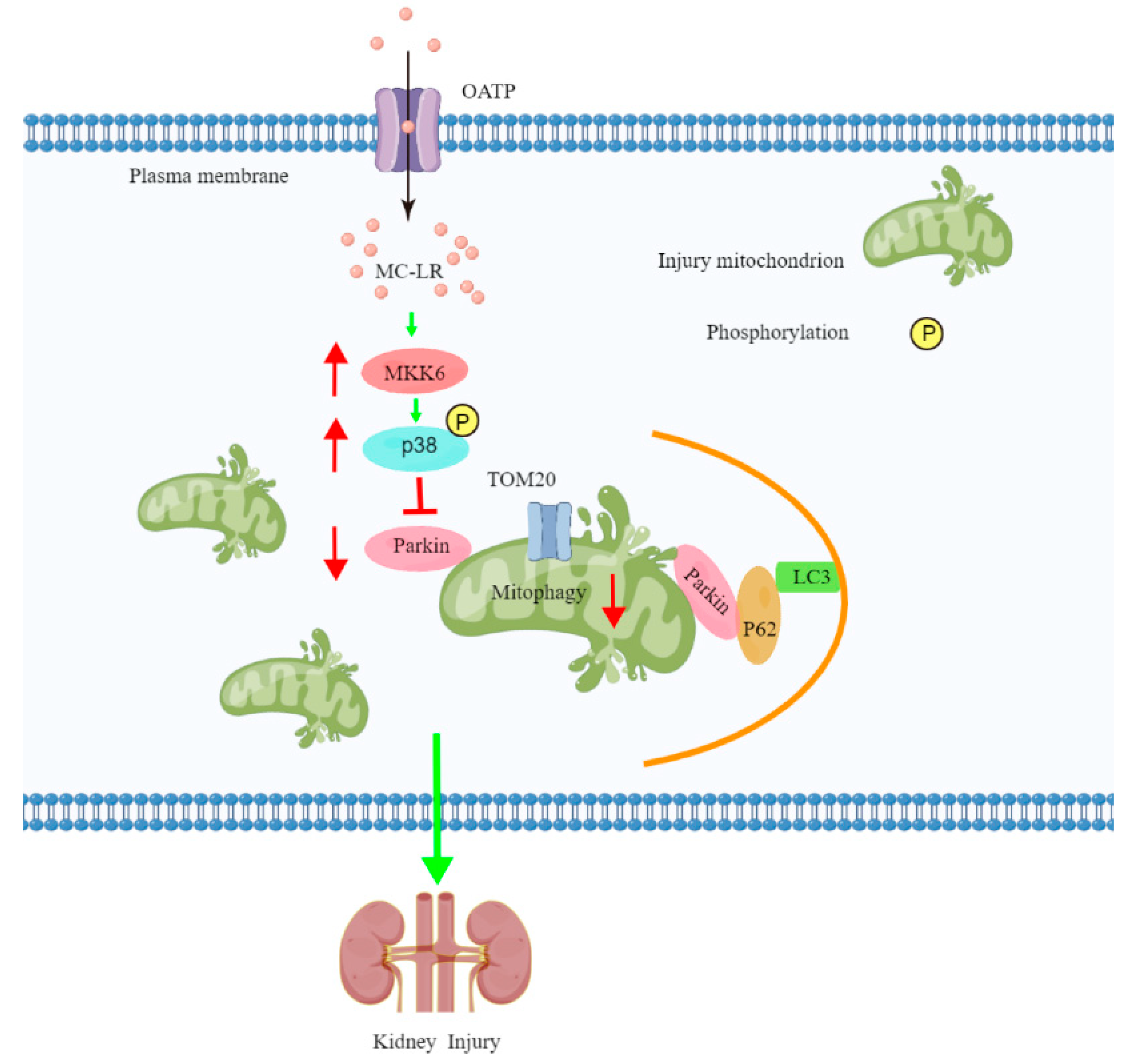 Toxins 15 00404 g007
