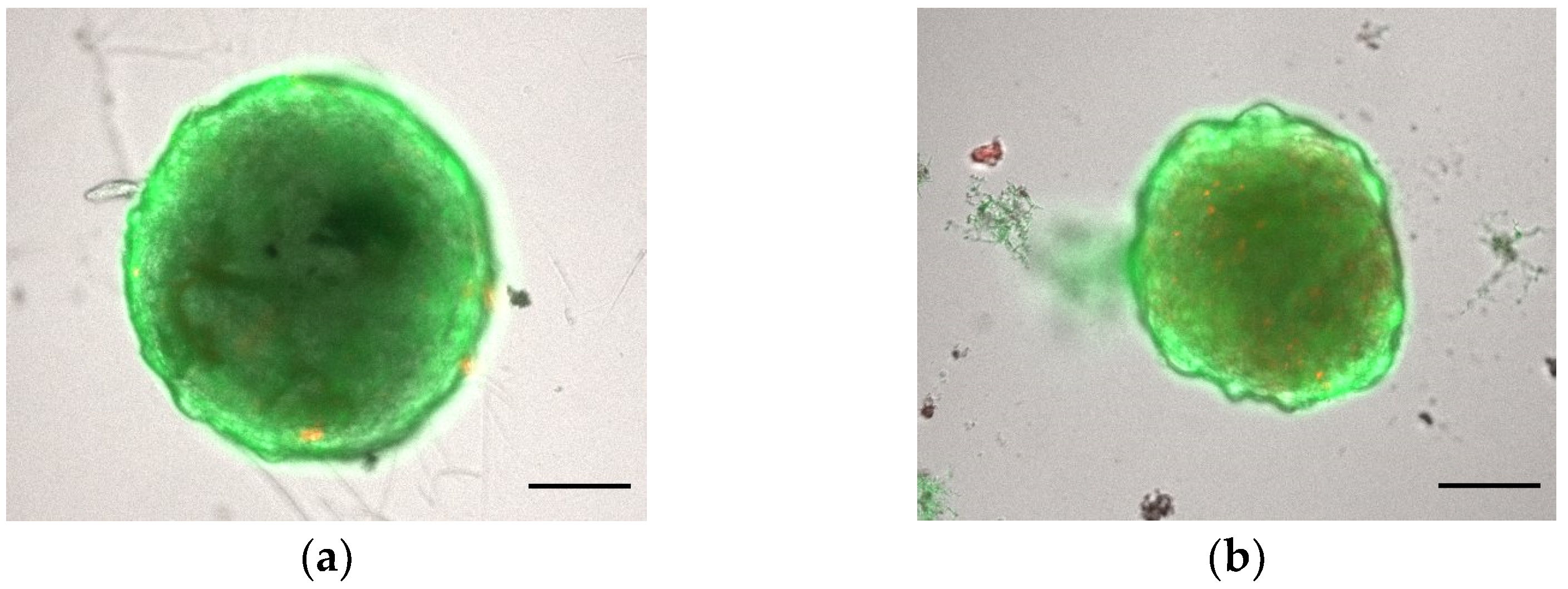 Toxins 15 00422 g005