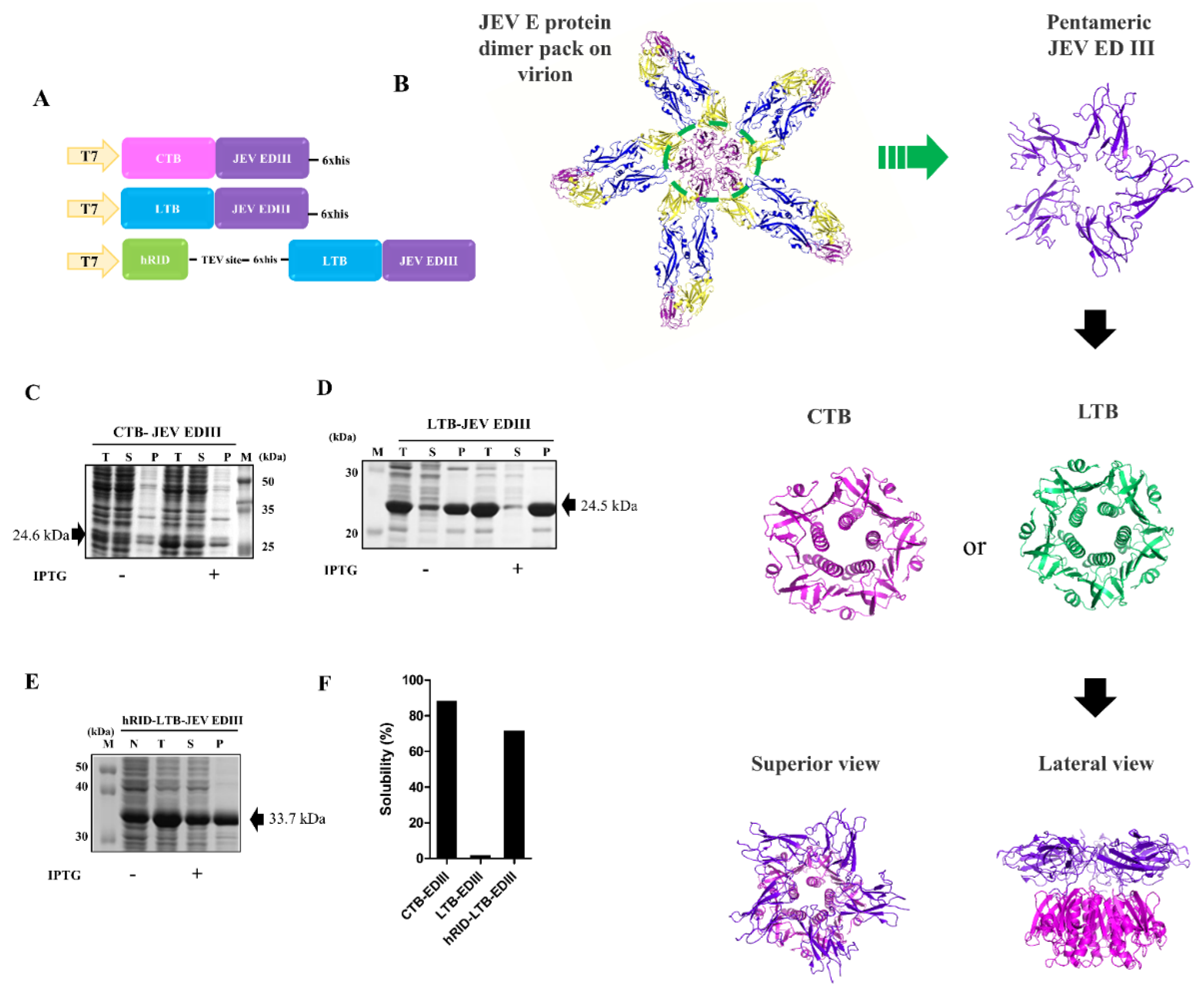 Toxins | Free Full-Text | AB5-Type Toxin as a Pentameric Scaffold in  Recombinant Vaccines against the Japanese Encephalitis Virus