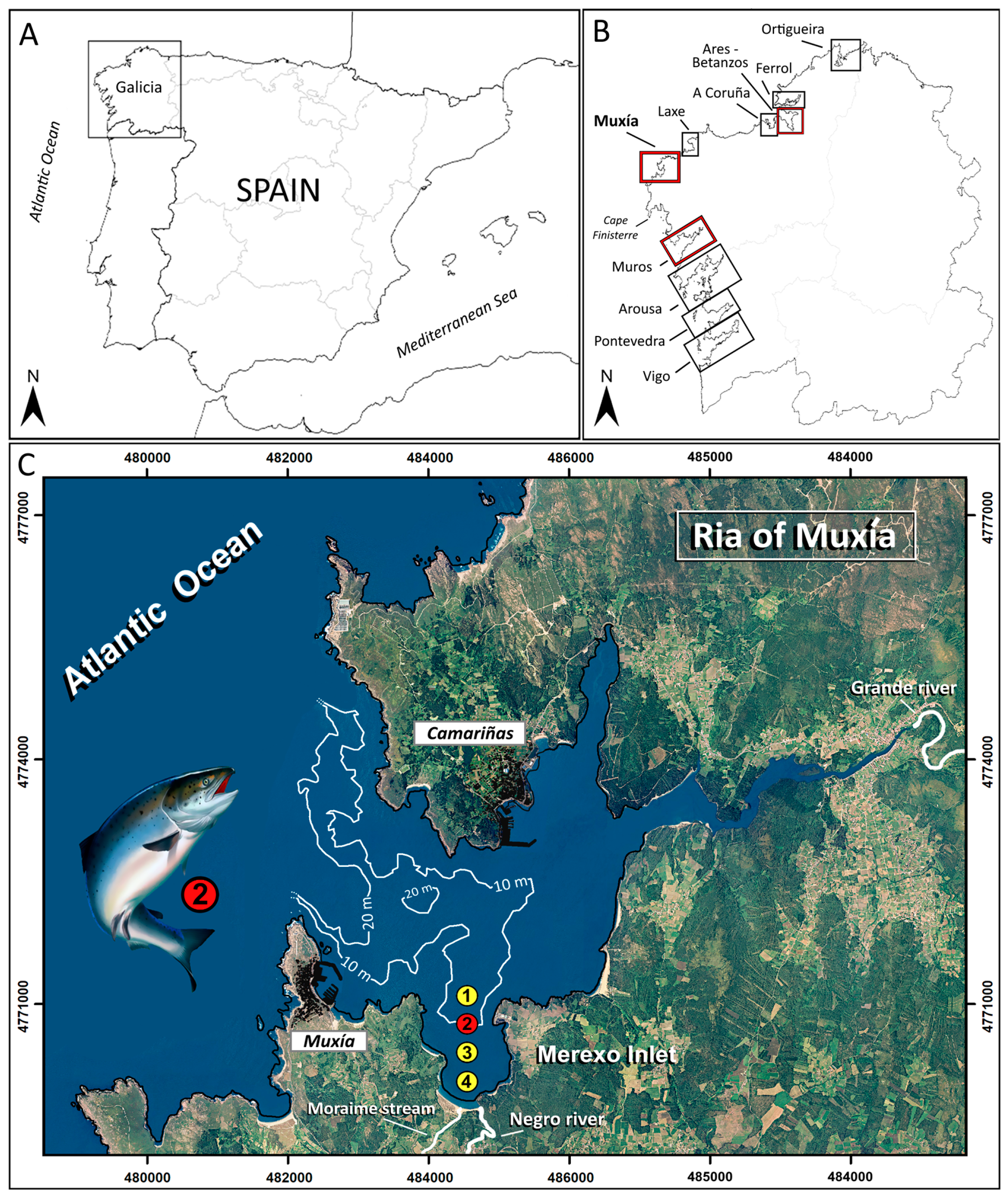 Toxins | Free Full-Text | Oceanographical Context of the First Bloom of the  Silicoflagellate Octactis speculum (Ehrenberg) Recorded to Cause Salmon  Mortality in a Galician Ria: Was This Bloom a Rare Event