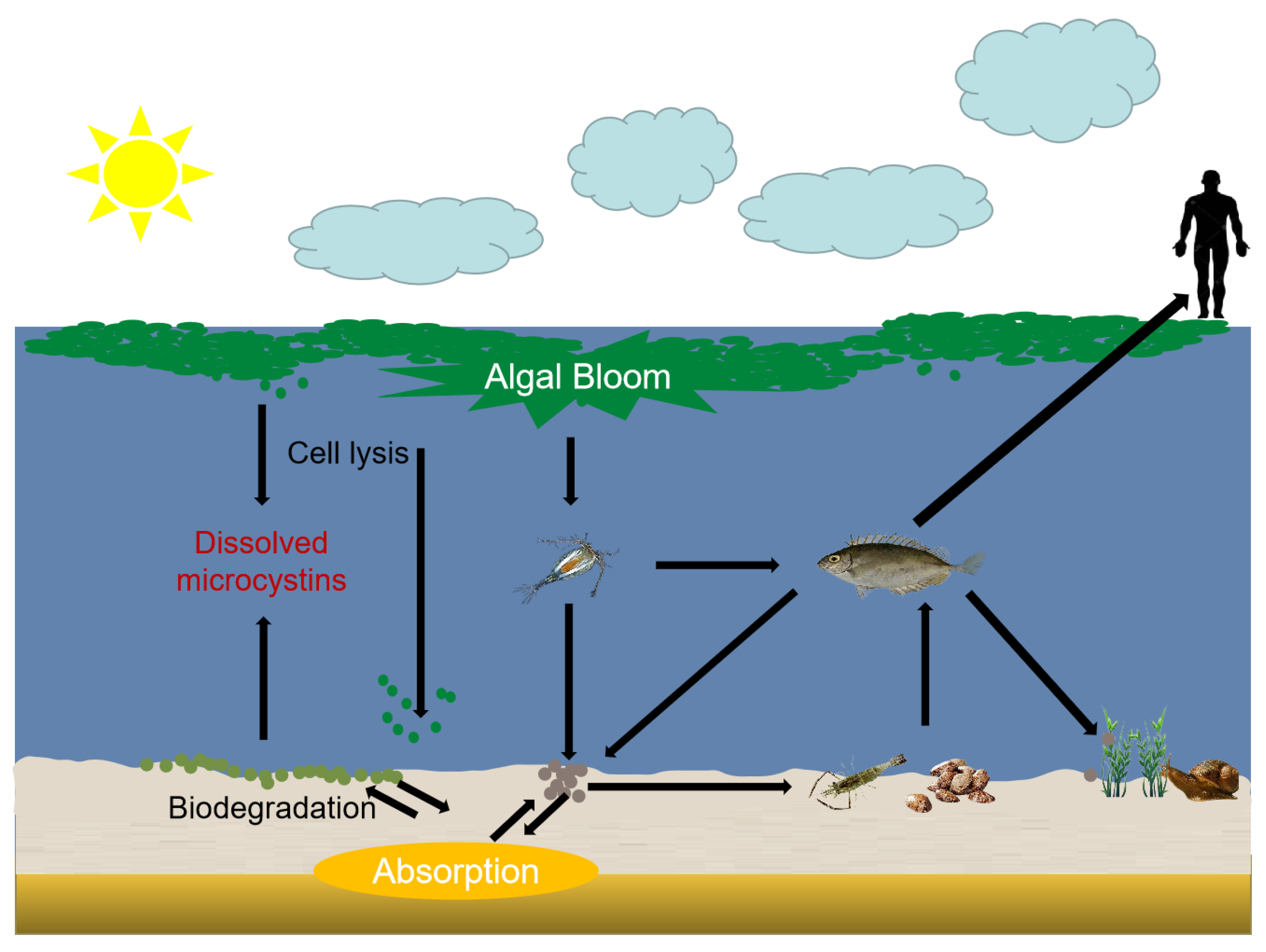 Toxins | Free Full-Text | Transmission of Microcystins in Natural ...