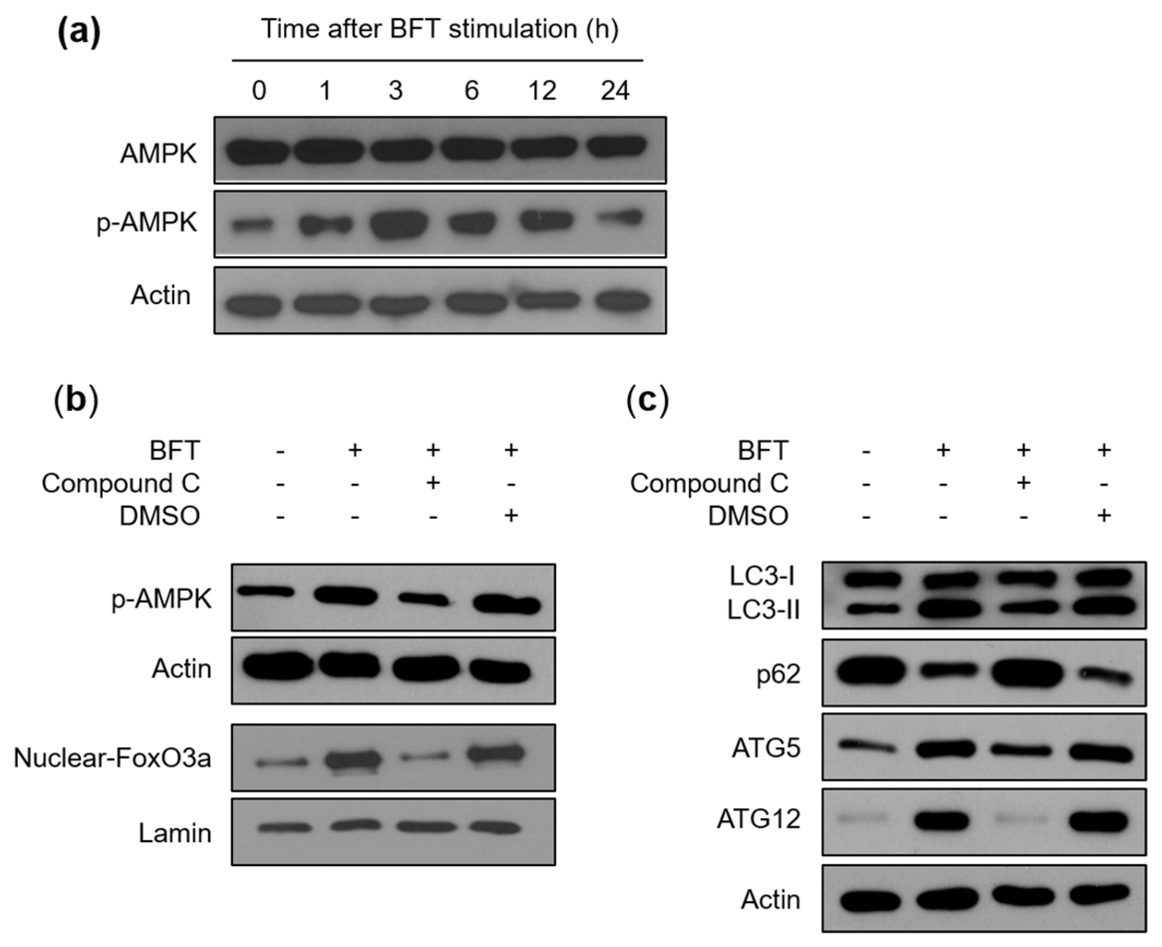 Toxins 15 00544 g006 Toxins 15 00544 g006