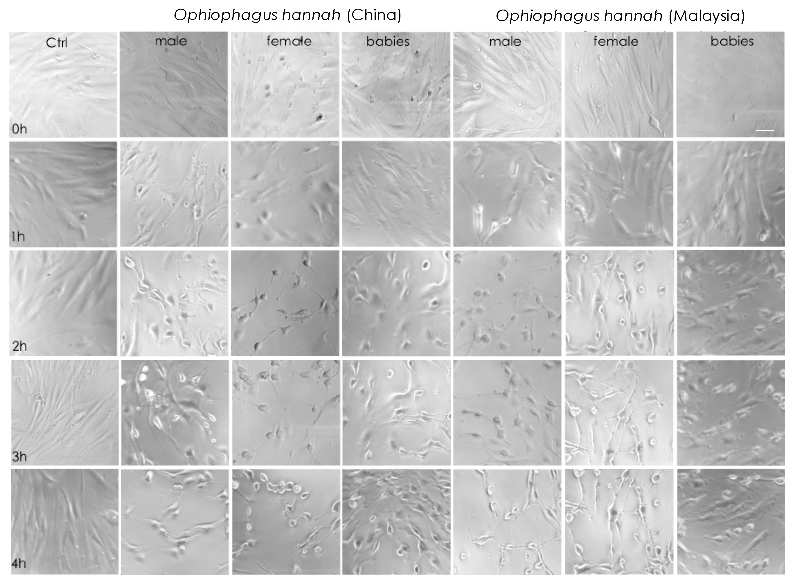 Toxins 15 00549 g003