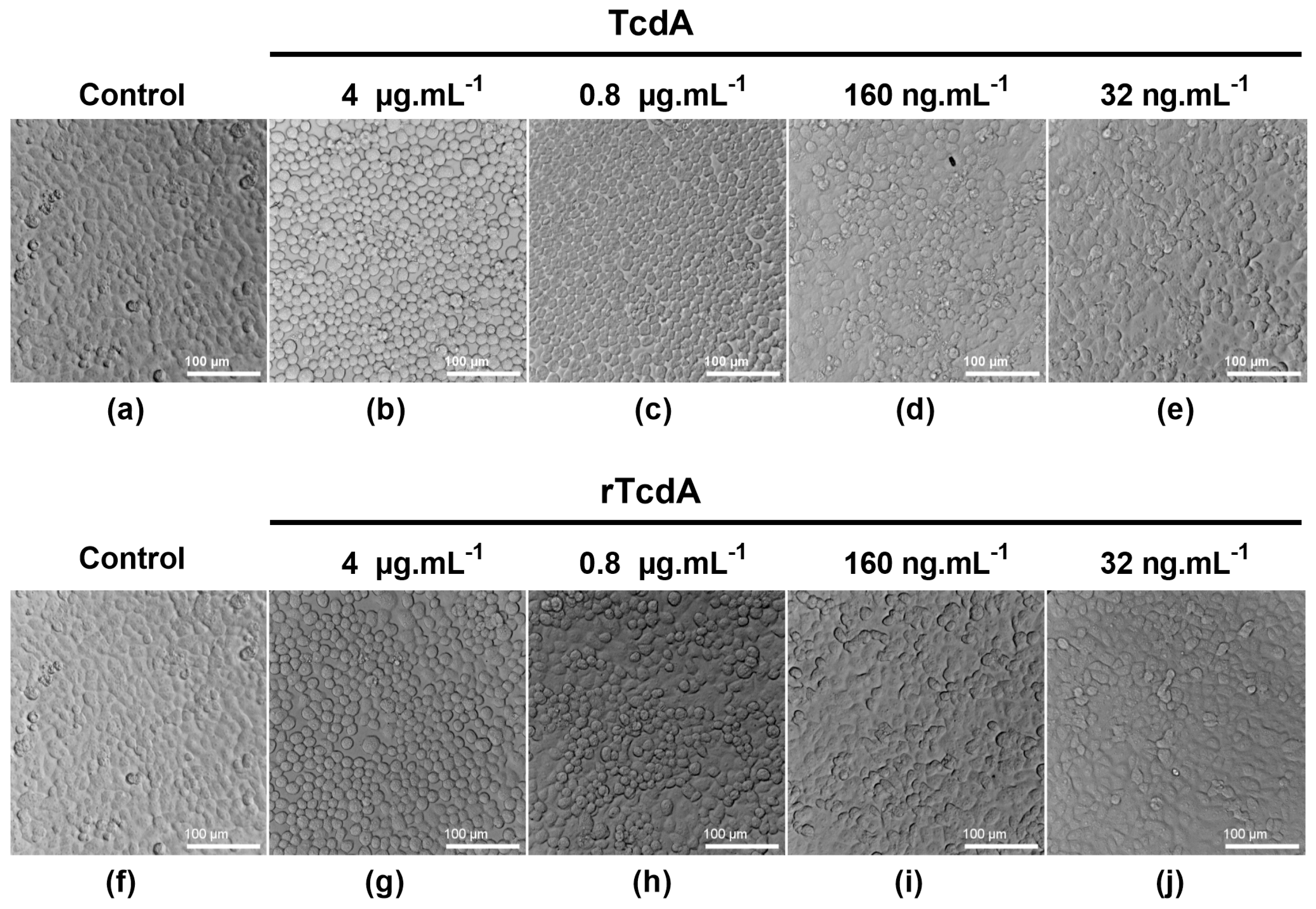 Toxins 16 00038 g003 Toxins 16 00038 g003