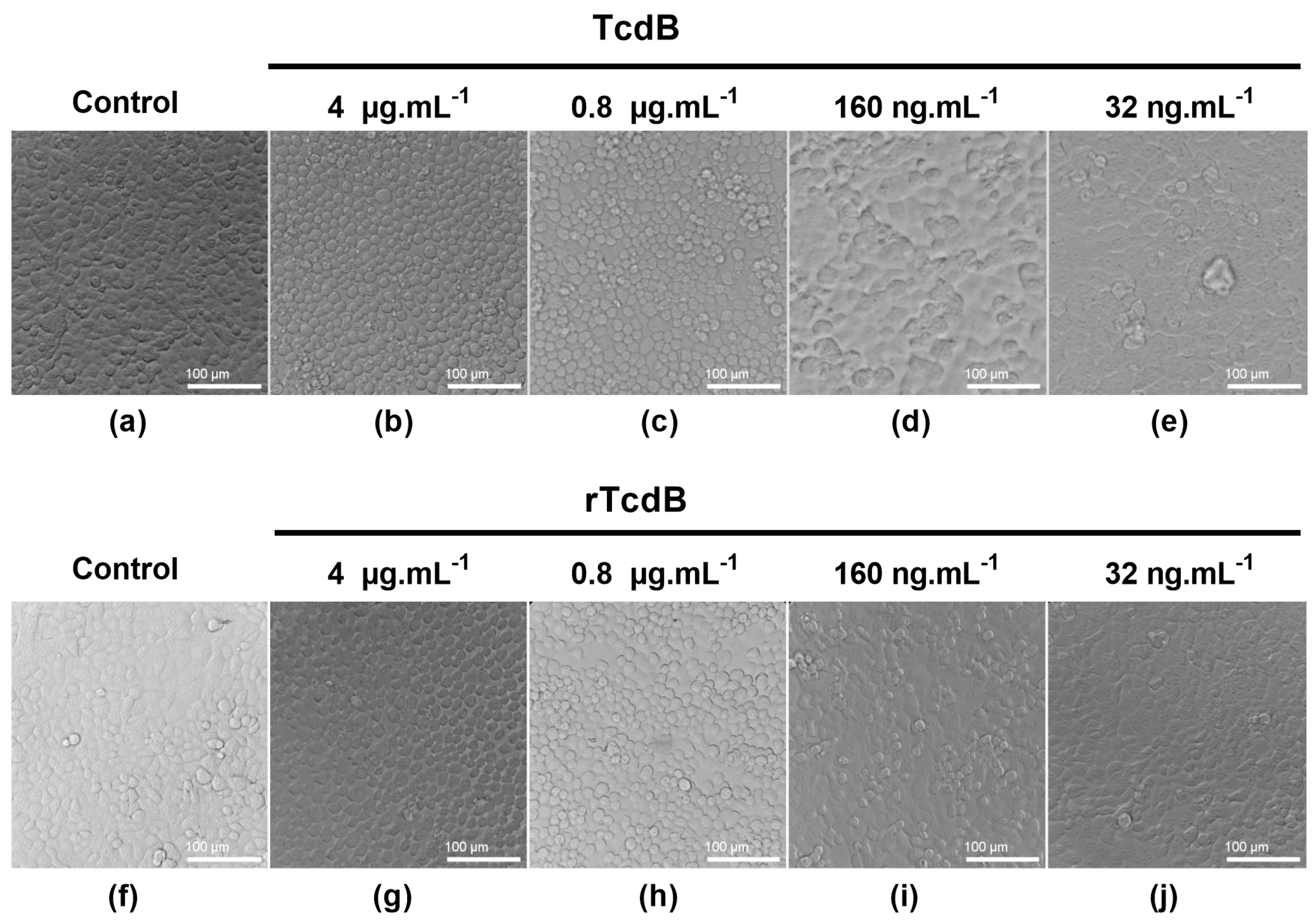 Toxins 16 00038 g004 Toxins 16 00038 g004