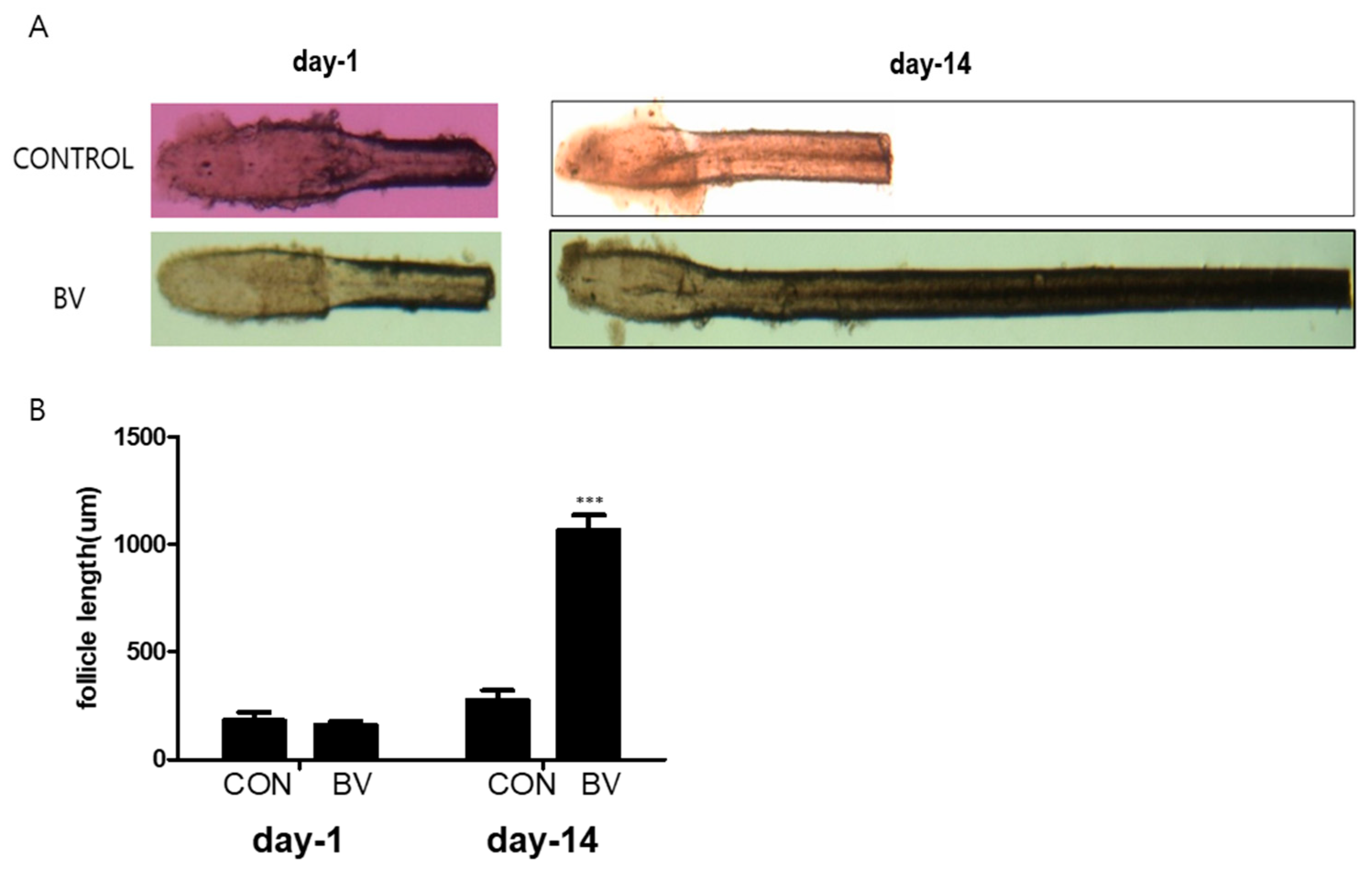 Toxins 16 00084 g005