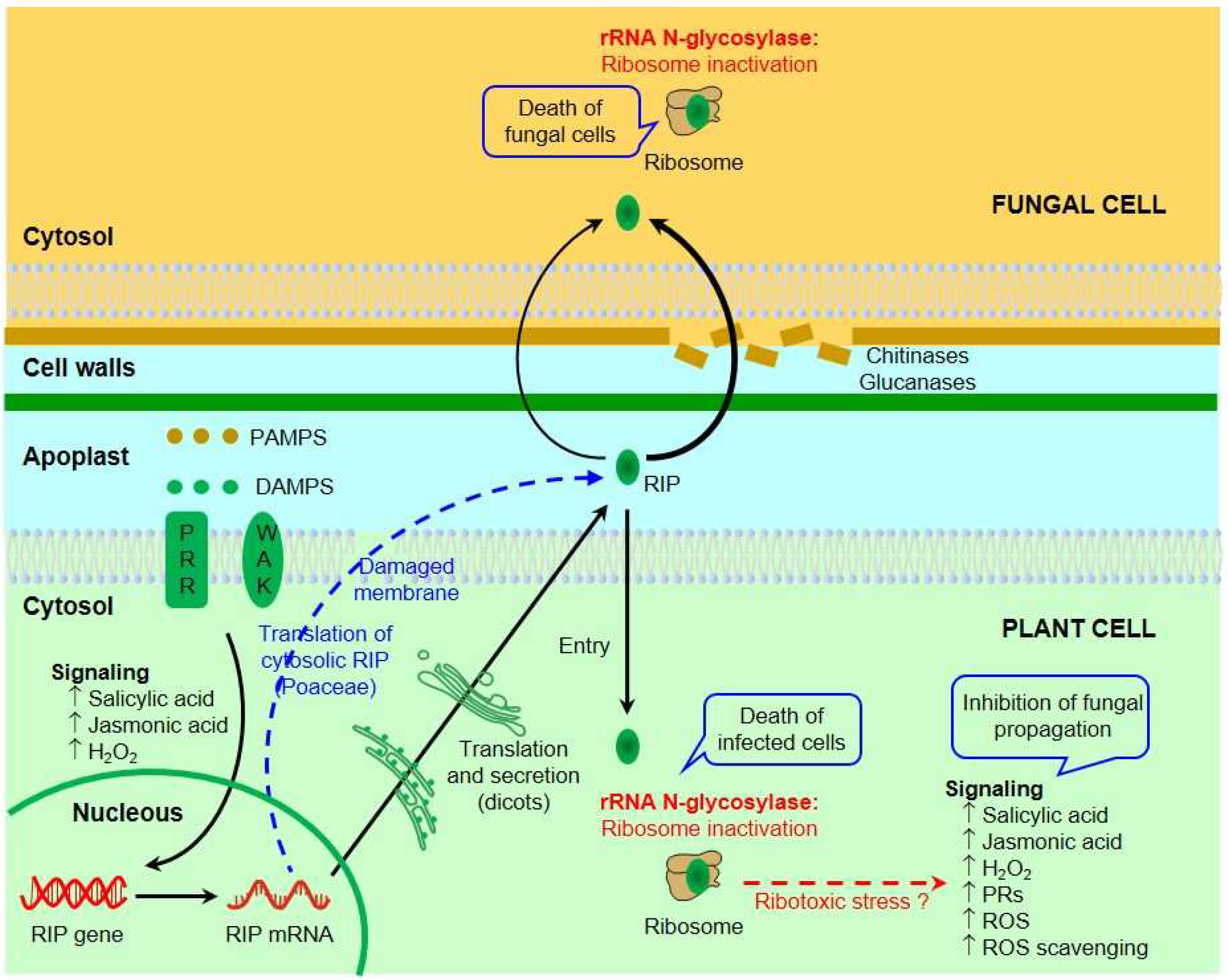 Toxins 16 00192 g001