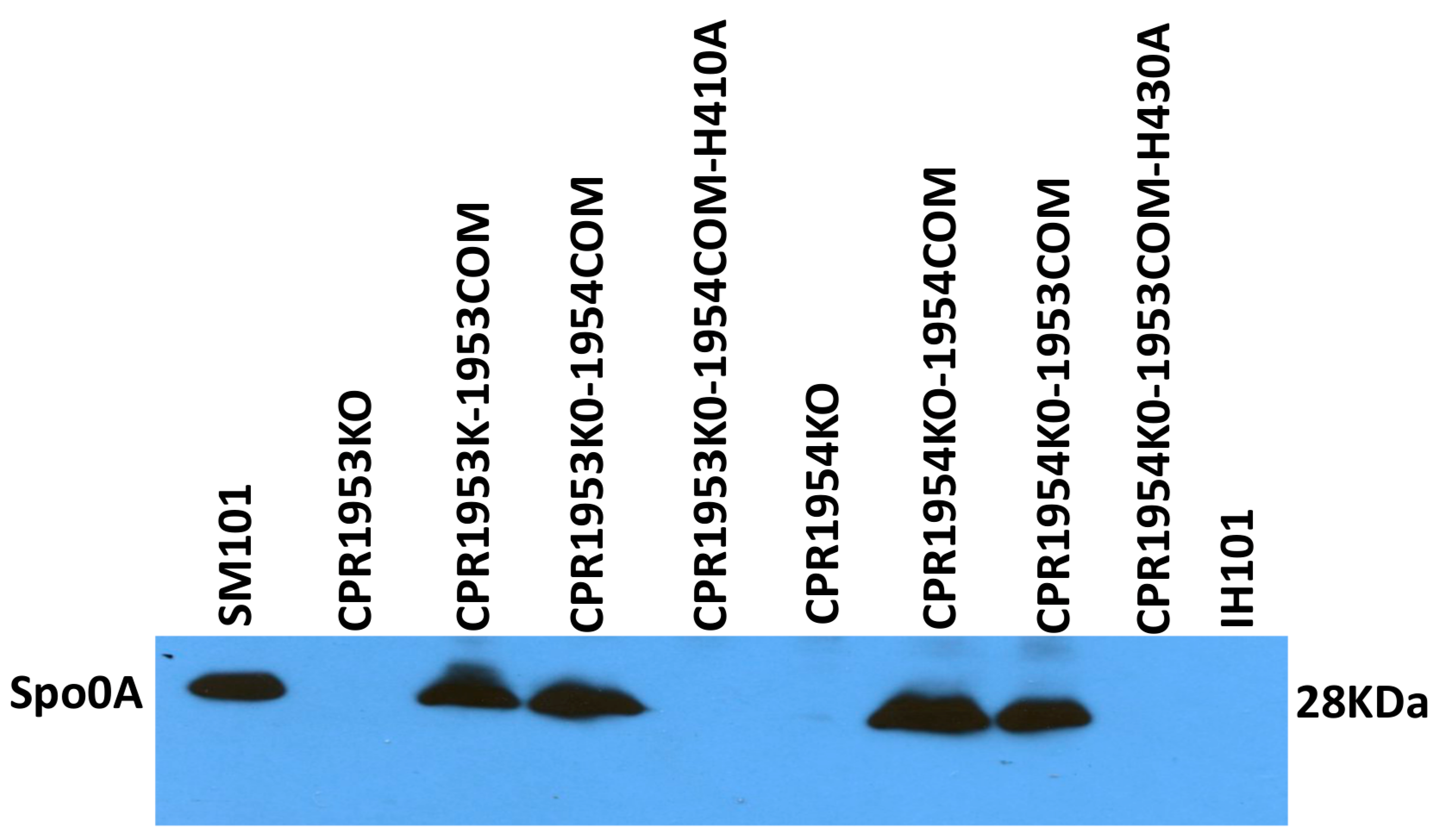 Toxins 16 00195 g008