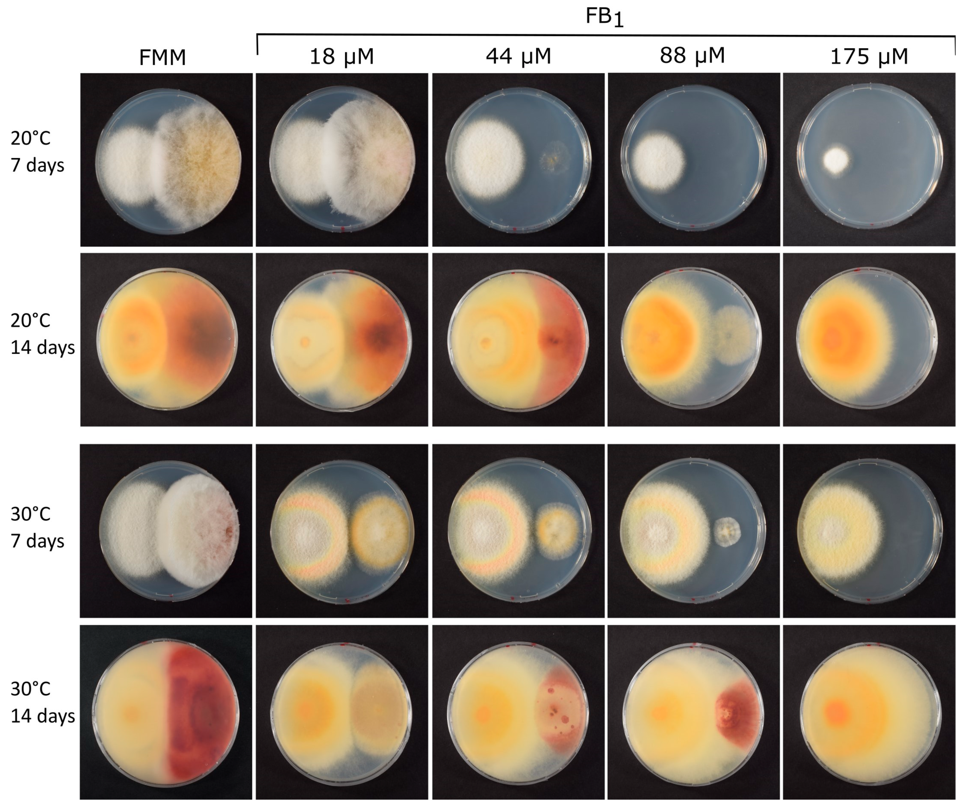 Toxins 16 00235 g001