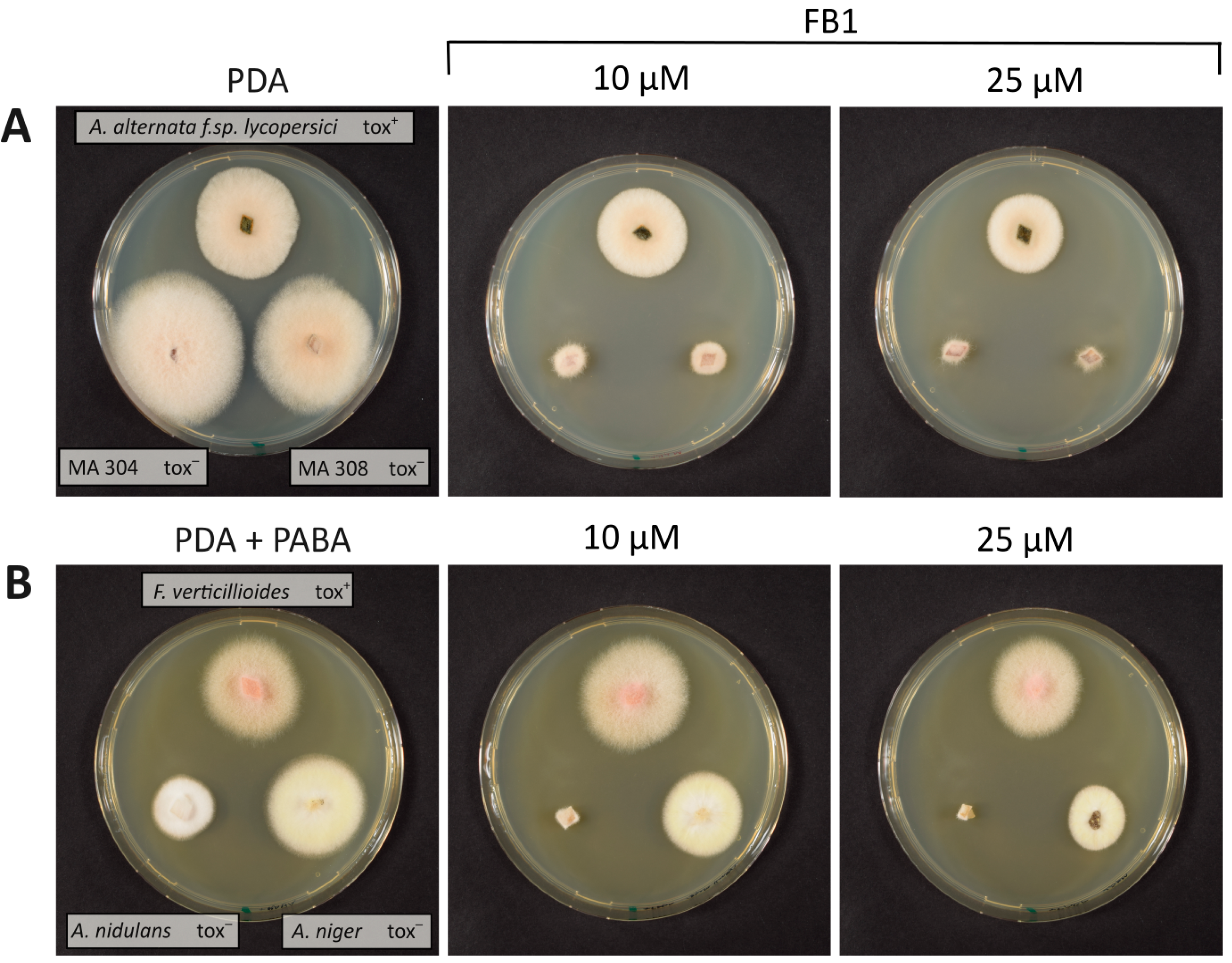 Toxins 16 00235 g002