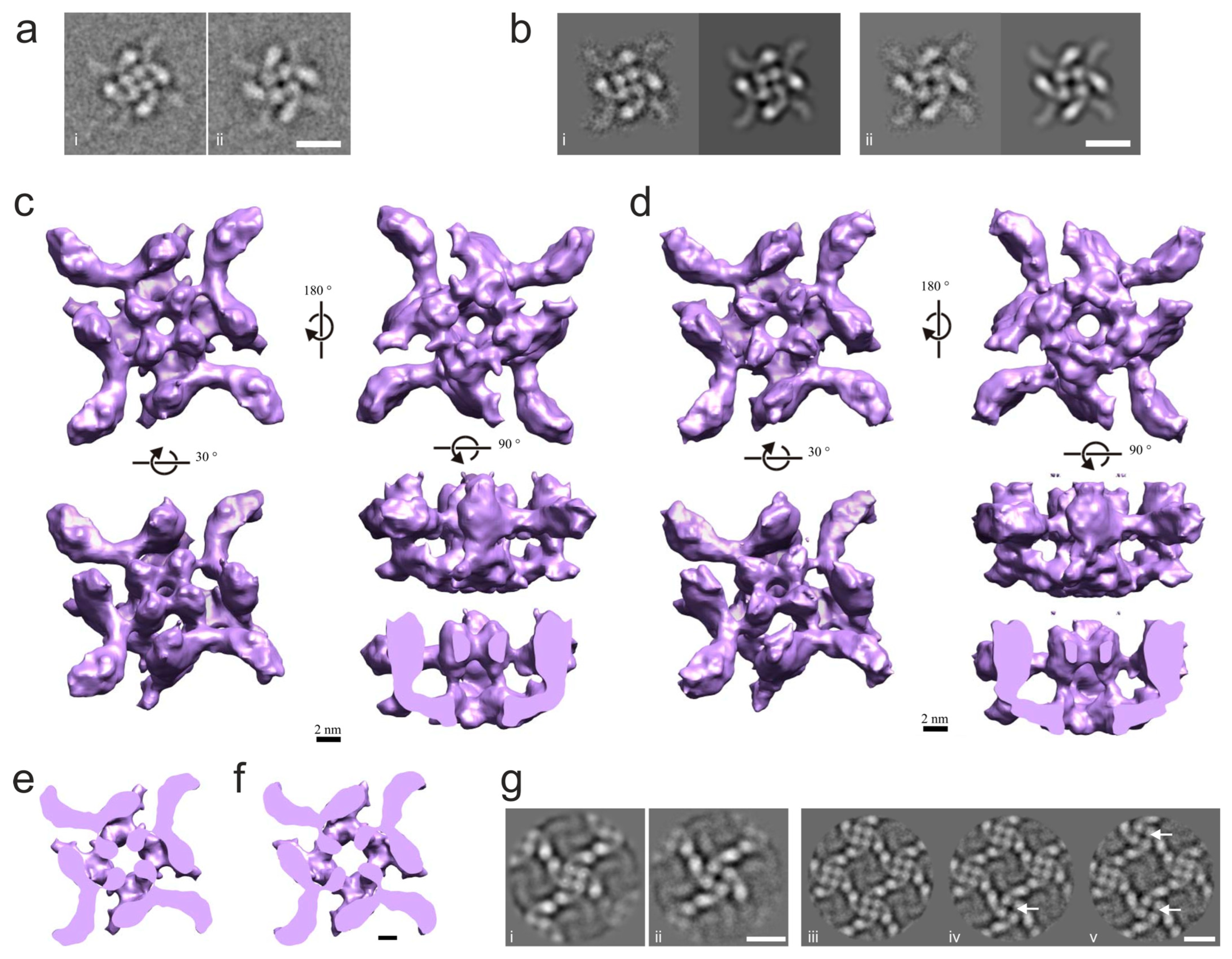 Toxins 16 00248 g003